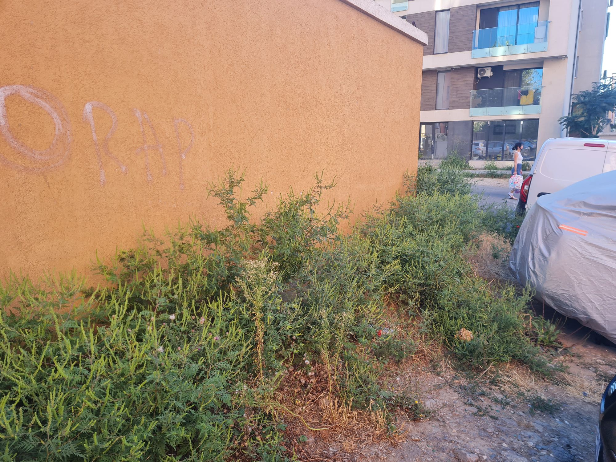 Ambrozie in Strada Iosif Ivanovici 21, Constanța, Municipiul Constanța, Județul Constanța - 20250904_175222.jpg
