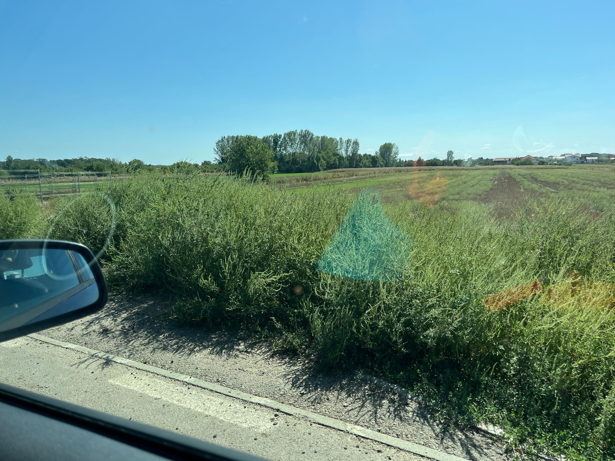 Ambrozie in Bolintin-Deal, Comună Bolintin-deal, Județul Giurgiu - IMG_0648.jpeg