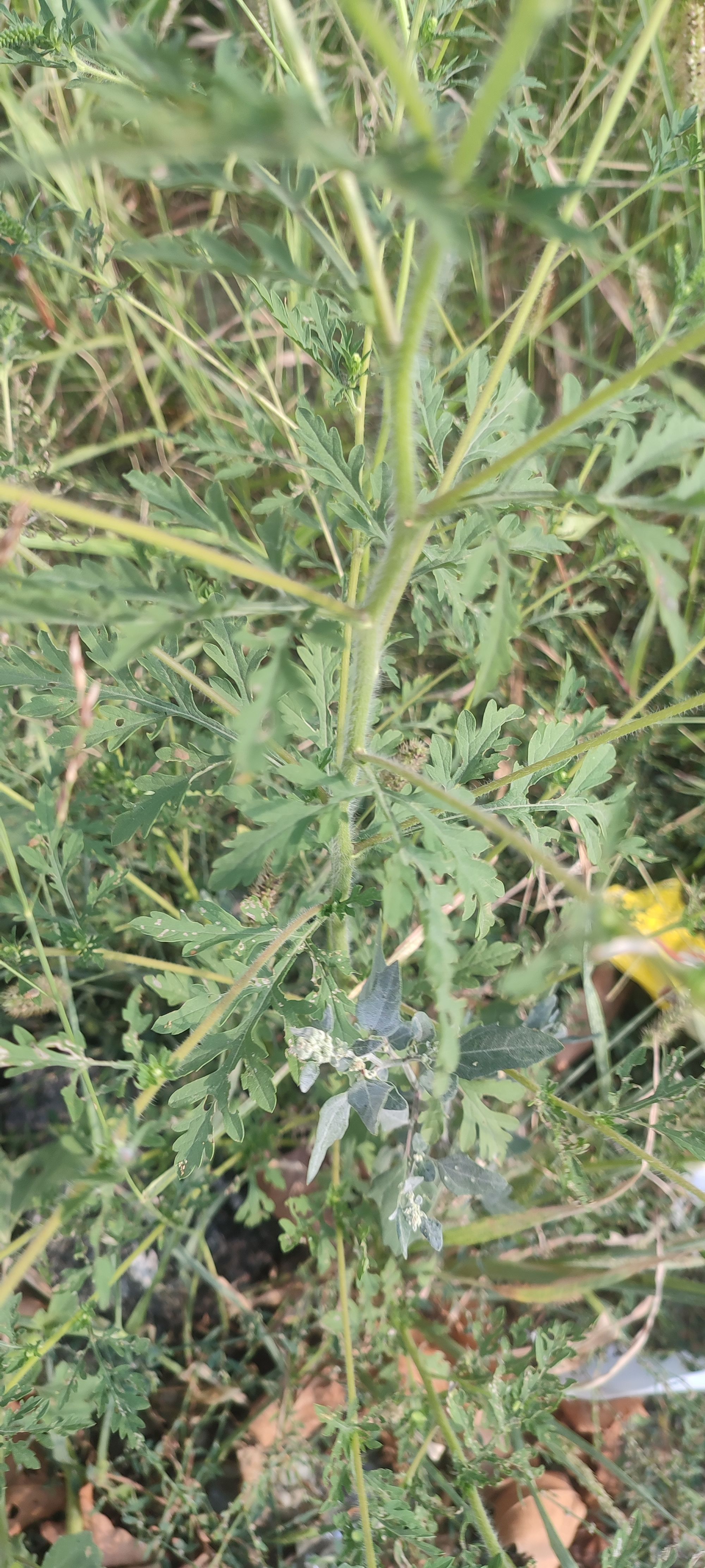 Ambrozie in Drumul Gura Siriului 108-110, București, Municipiul București - IMG_20230830_163428.jpg