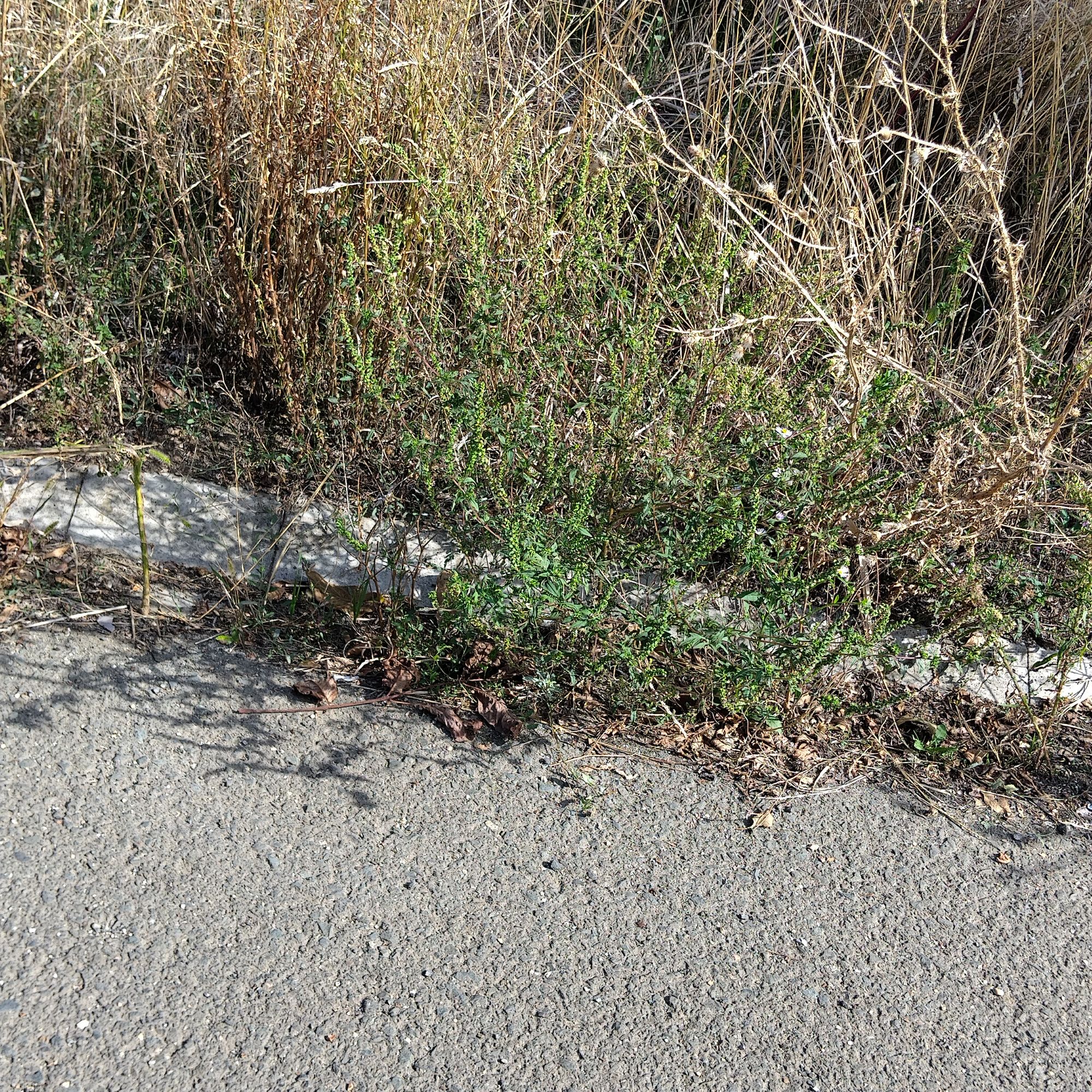 Ambrozie marcată de Vujde Roxana în Strada Varadiei 2, Arad, Municipiu Arad, Județul Arad