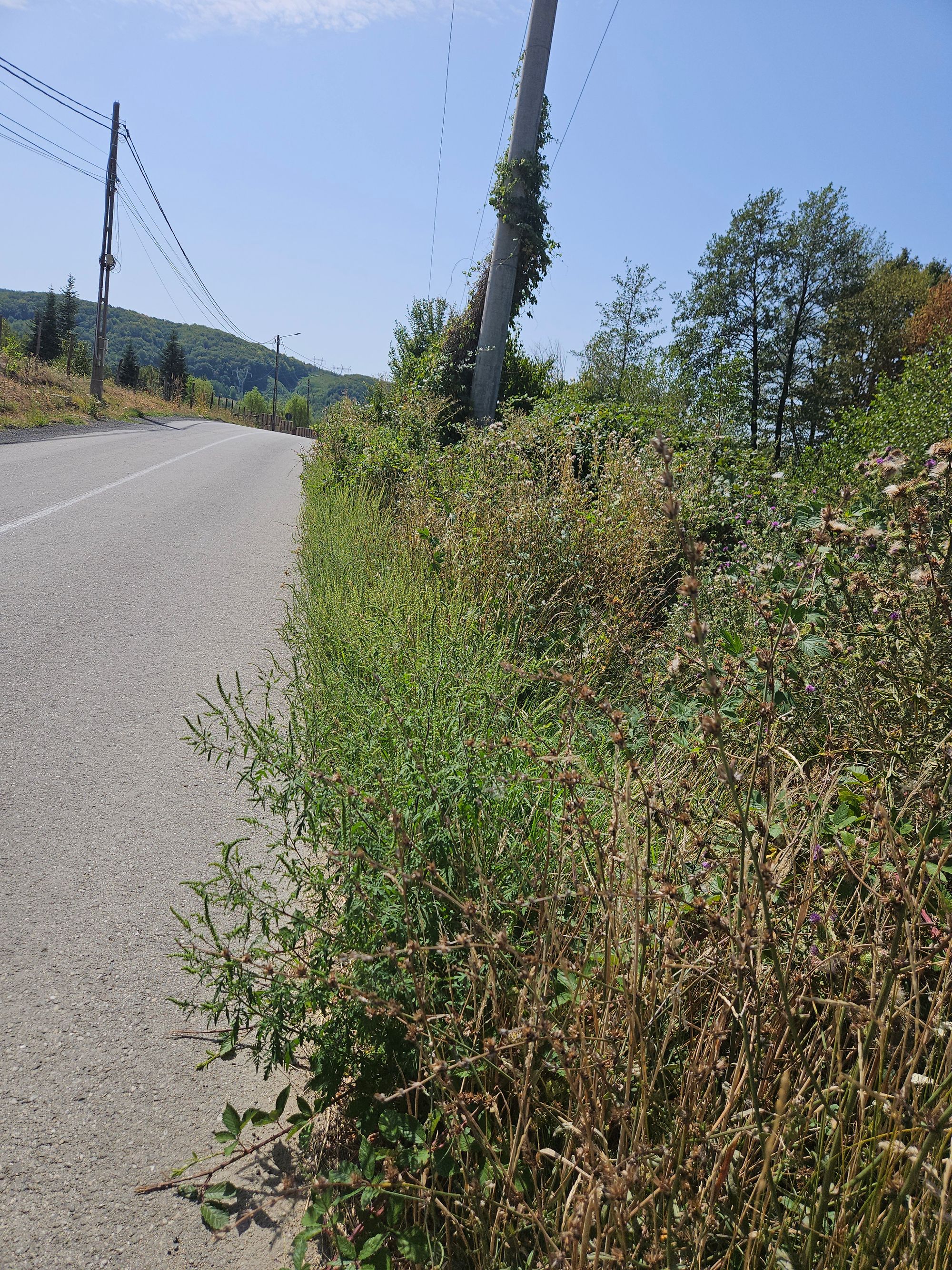 Ambrozie in Strada Bălani 66, Novaci, Oraş Novaci, Județul Gorj - 20250830_132559.jpg