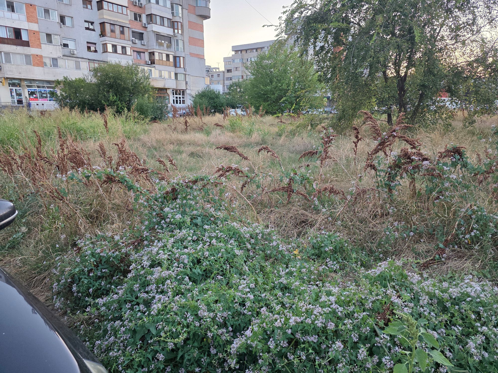 Ambrozie in Strada George Enescu nr.82, bloc B32BIS, scara 2, ap.50, Brăila, Municipiu Brăila, Județul Brăila - 20260810_202032.jpg
