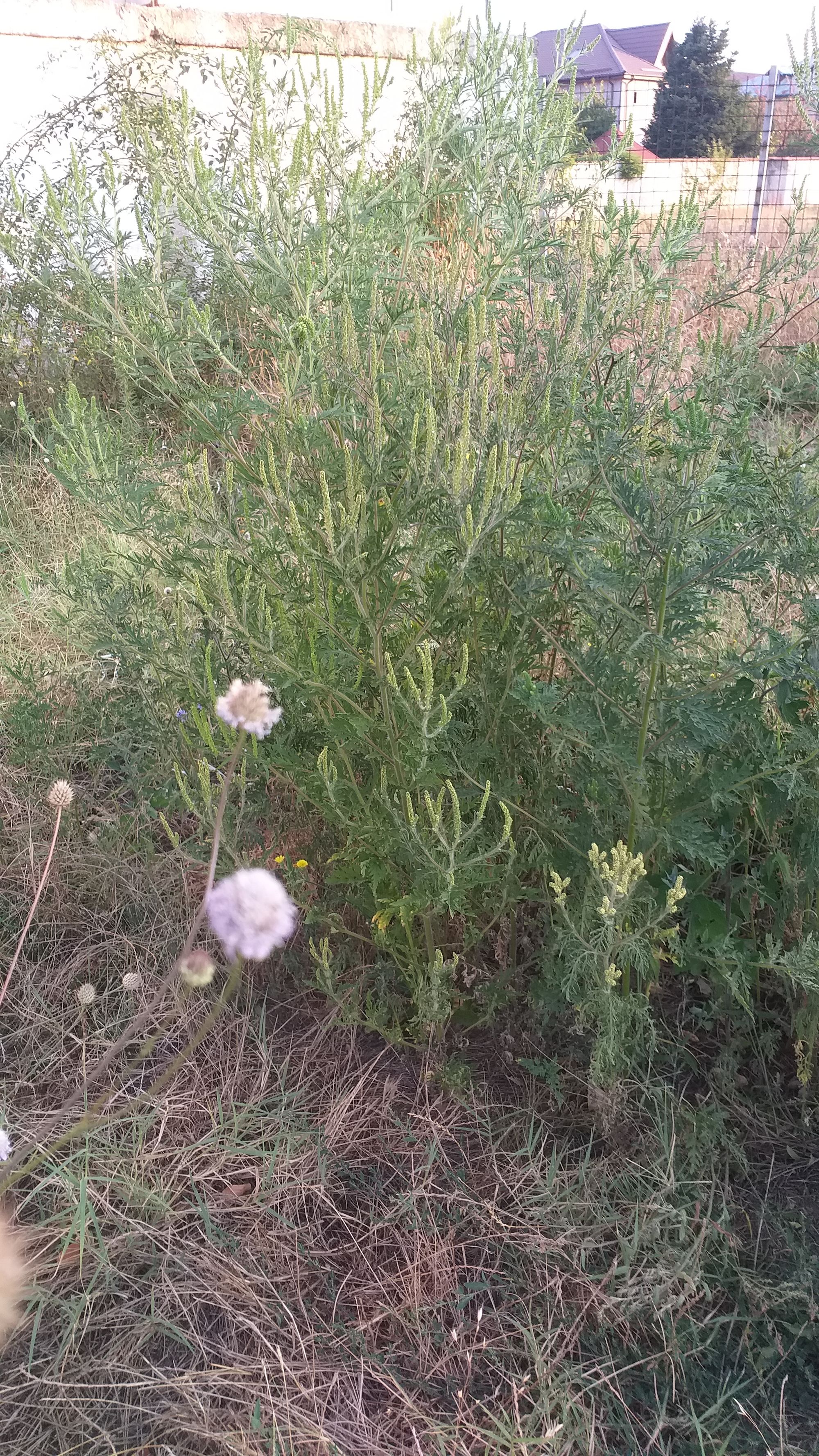 Ambrozie in Intrarea 1 Decembrie 1918 11, Roșu, Comuna Chiajna, Județul Ilfov - 20230823_071226.jpg