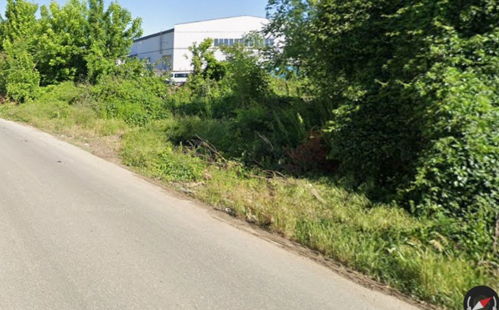 Ambrozie in Inside Republica Road 256, București, Municipiul București - 6731d478-6e7d-4a68-900c-5fbe0db59f70.jpg