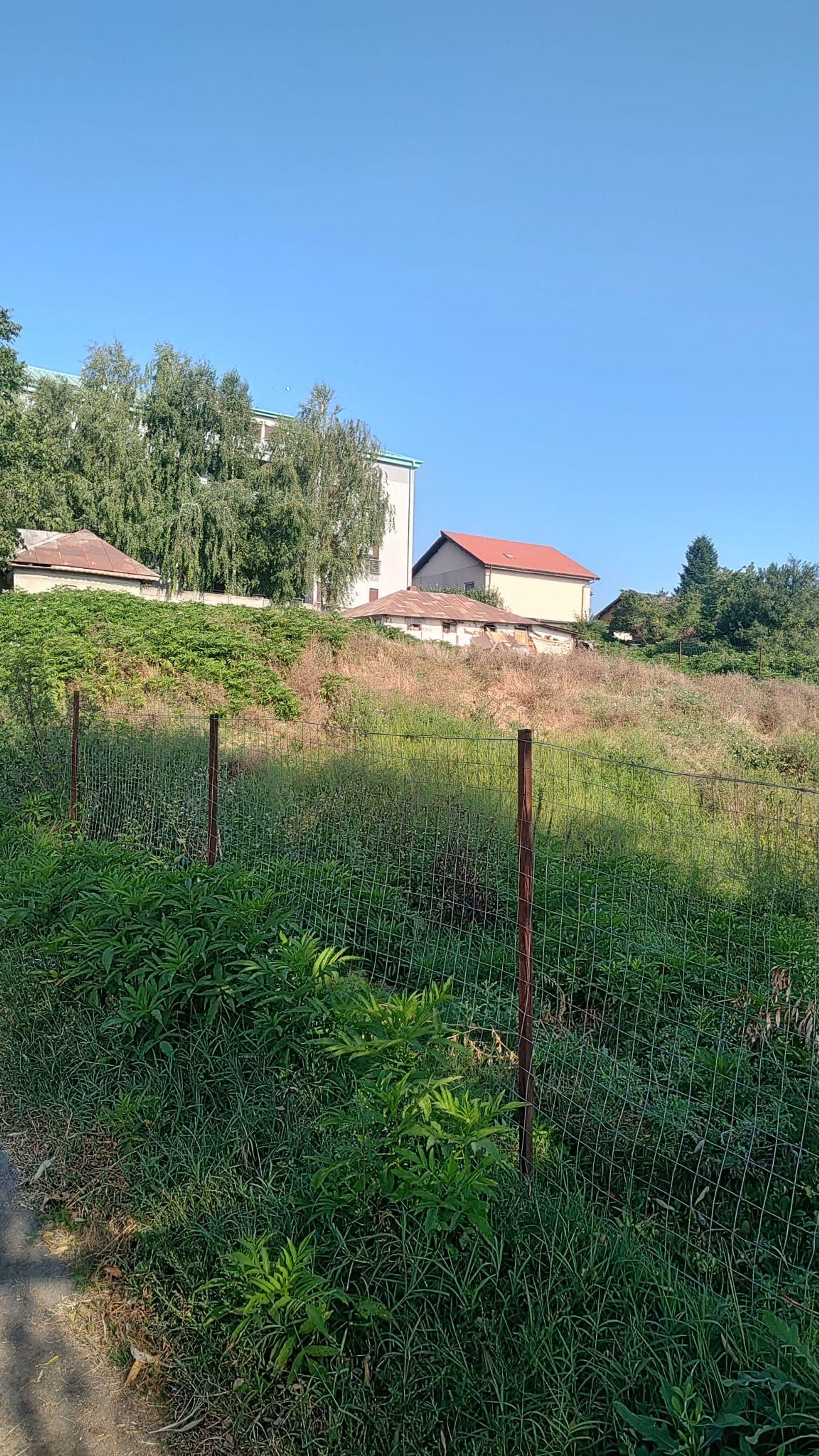 Ambrozie in Strada Erou Chivu Dumitru 6, Voluntari, Oraș Voluntari, Județul Ilfov