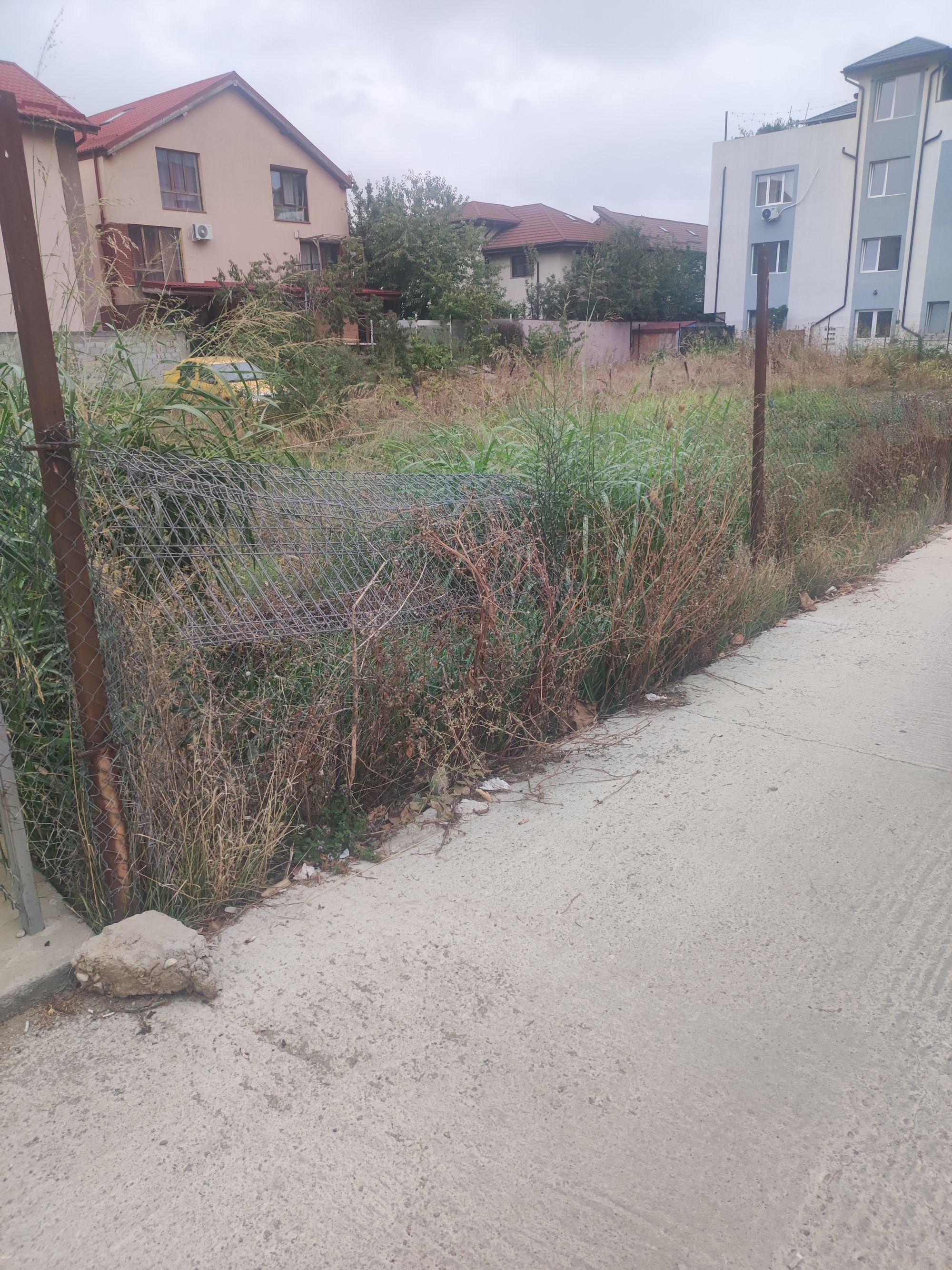 Ambrozie in Strada Sfânta Agnes 162, Popești-Leordeni, Oraş Popeşti Leordeni, Județul Ilfov - 17260694690832822446200360355521.jpg