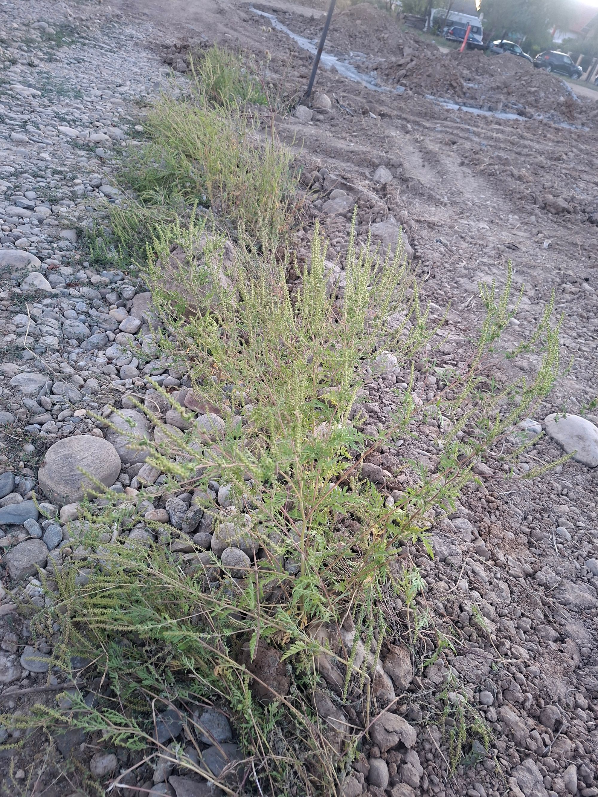 Ambrozie in DJ659 309a, Bradu, Comuna Bradu, Județul Argeș - 20250916_193650.jpg