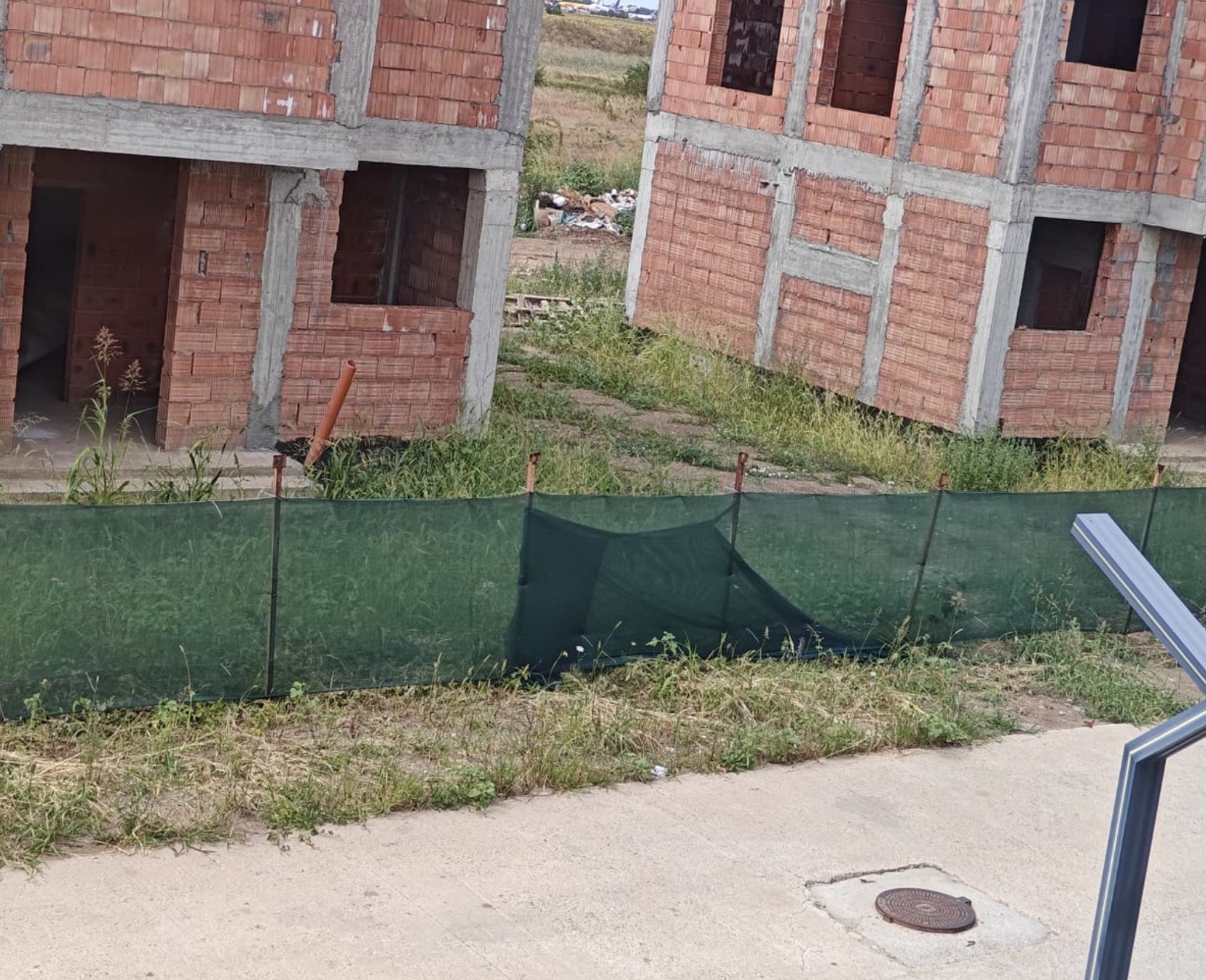 Ambrozie in Strada 1 Decembrie 164, Tunari, Comuna Tunari, Județul Ilfov - Ambrozie Poza 4.jpg