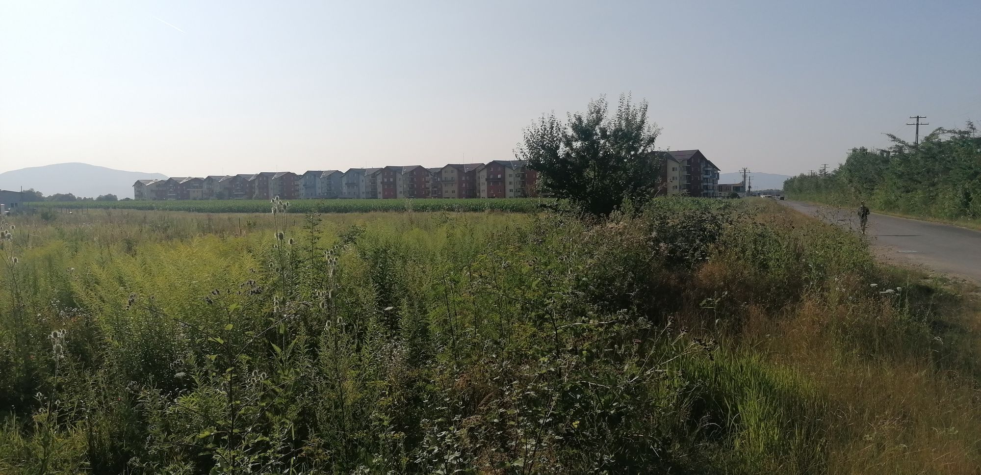 Ambrozie in Comuna Sânpetru, Județul Brașov - inbound4937577950218435712.jpg