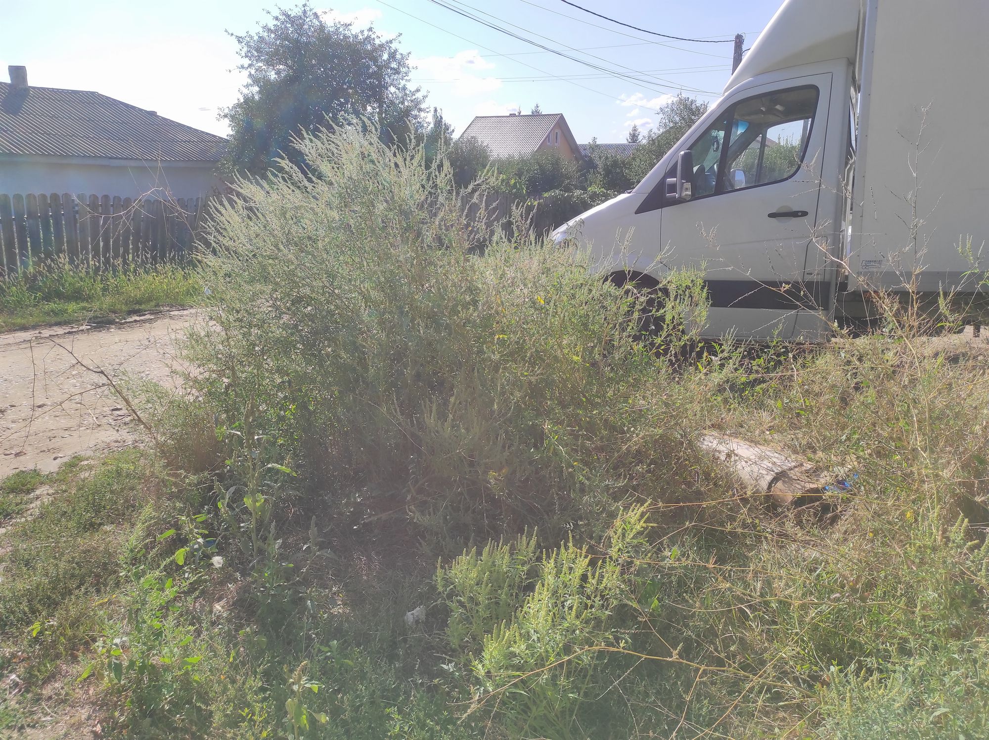 Ambrozie in Strada Vântului 1, Lunca Cetățuii, Comuna Ciurea, Județul Iași - IMG_20250914_101833.jpg