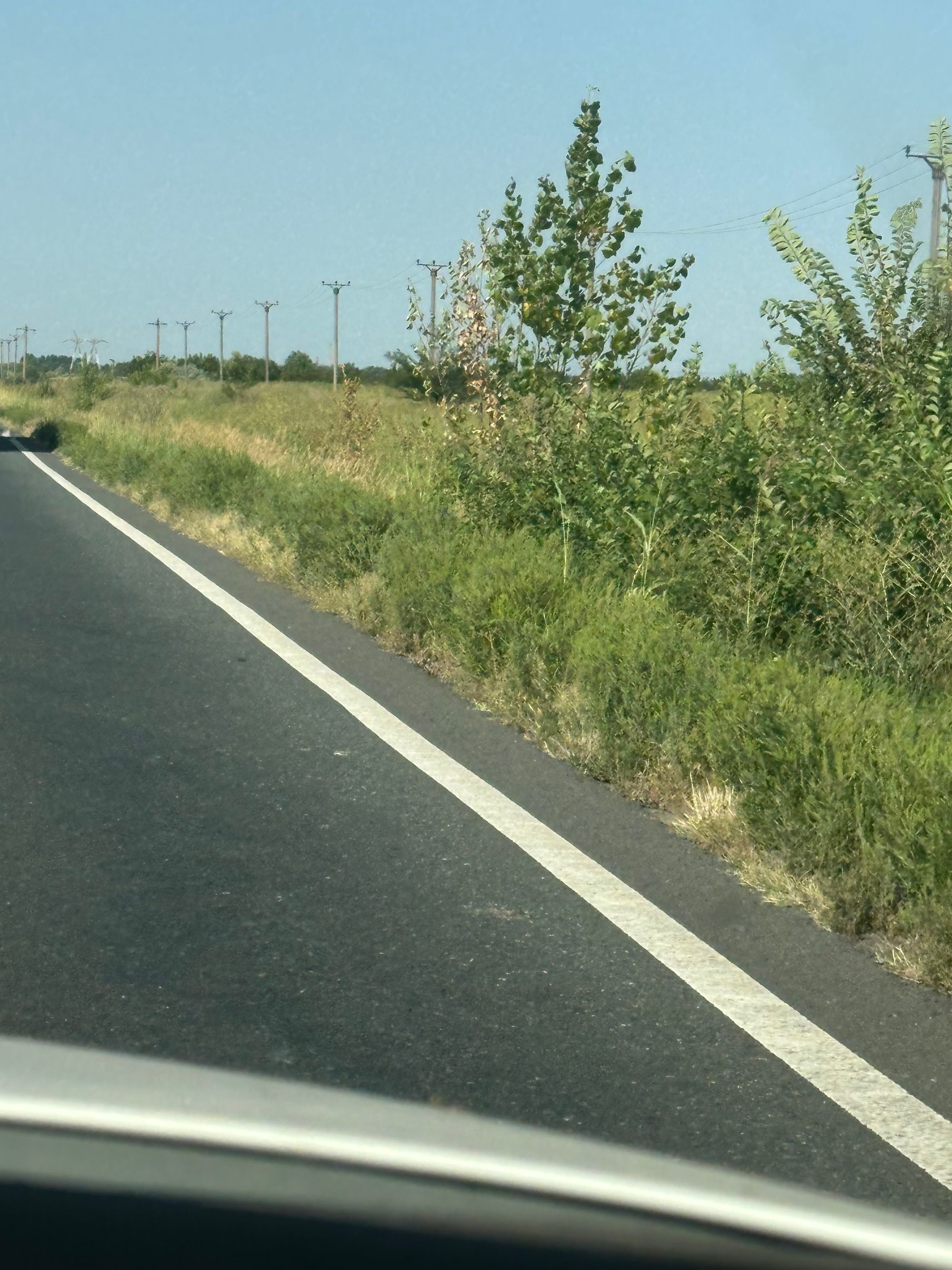 Ambrozie in DN21, Județul Brăila