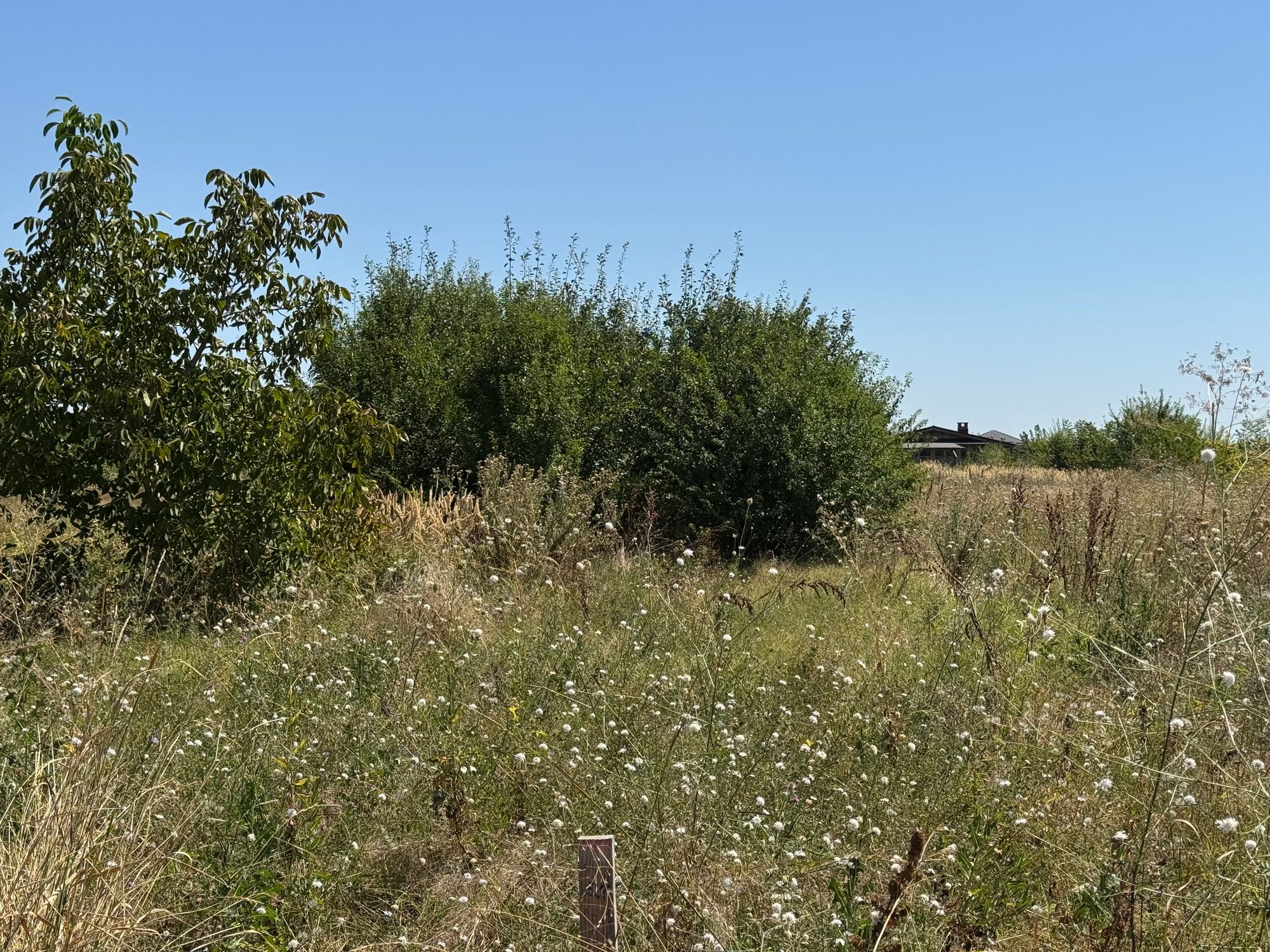 Ambrozie in Strada Magnoliei 21 B, Ciorogârla, Comuna Ciorogârla, Județul Ilfov