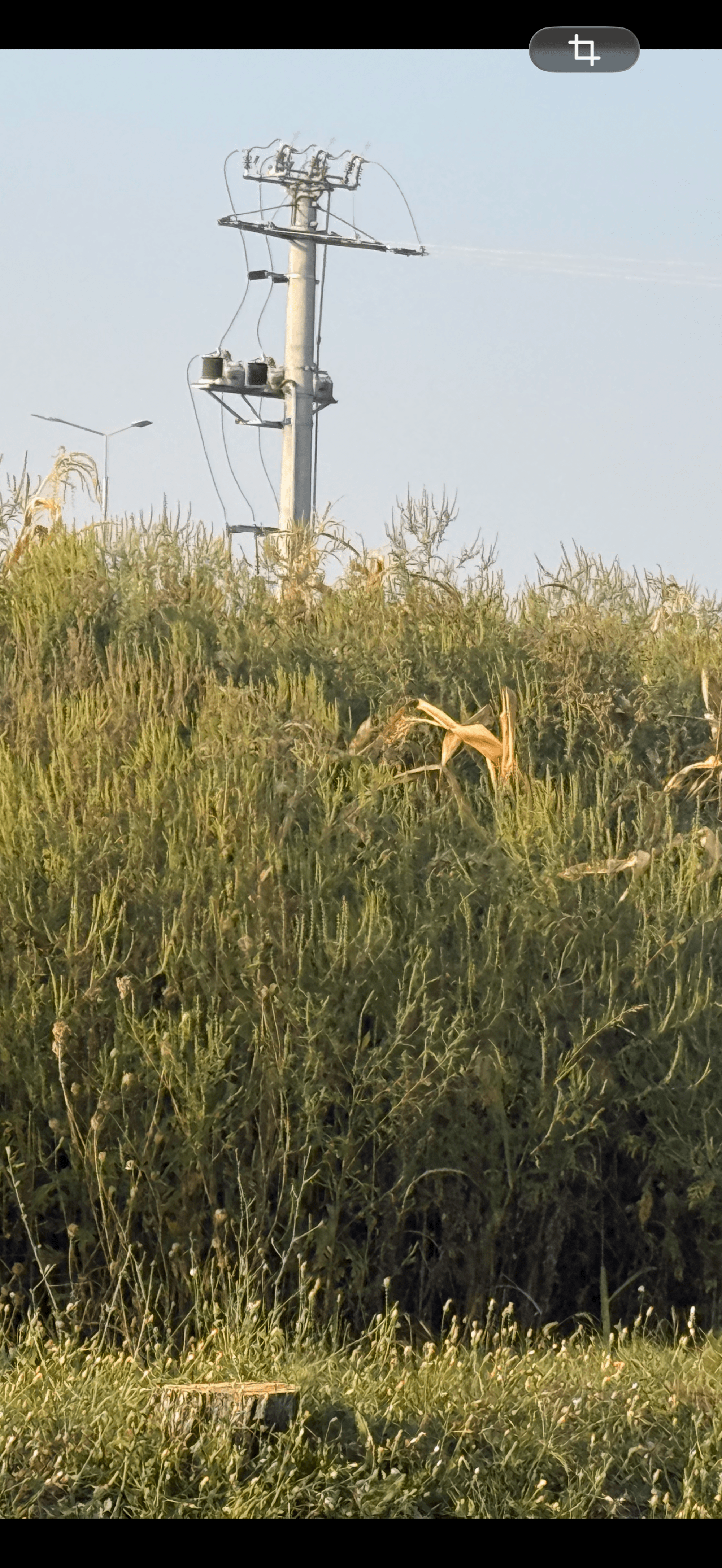 Ambrozie in Ploiești, Municipiu Ploiești, Județul Prahova