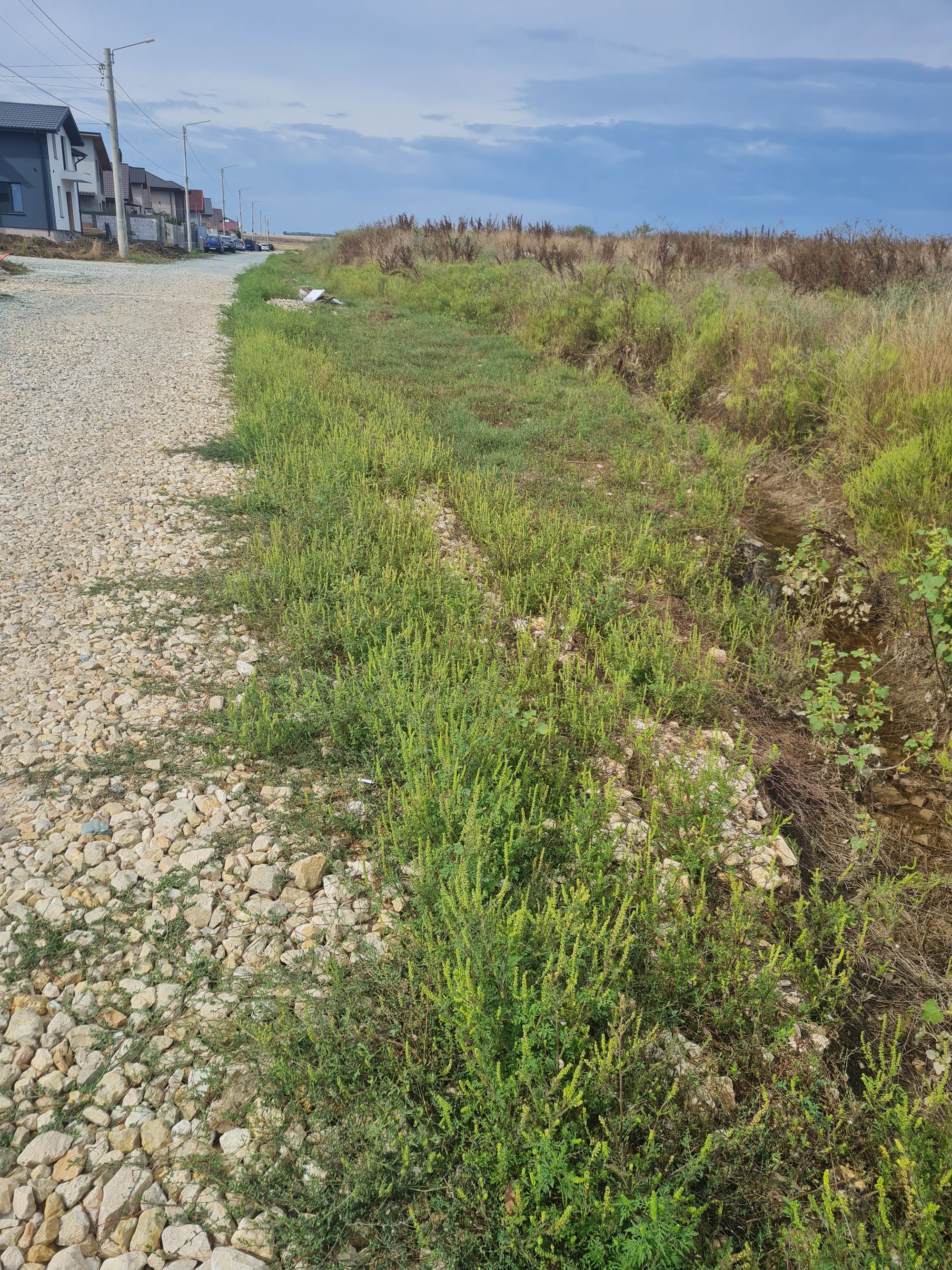 Ambrozie in Strada Orhideelor 17, Agigea, Comuna Agigea, Județul Constanța - 20250917_105931.jpg