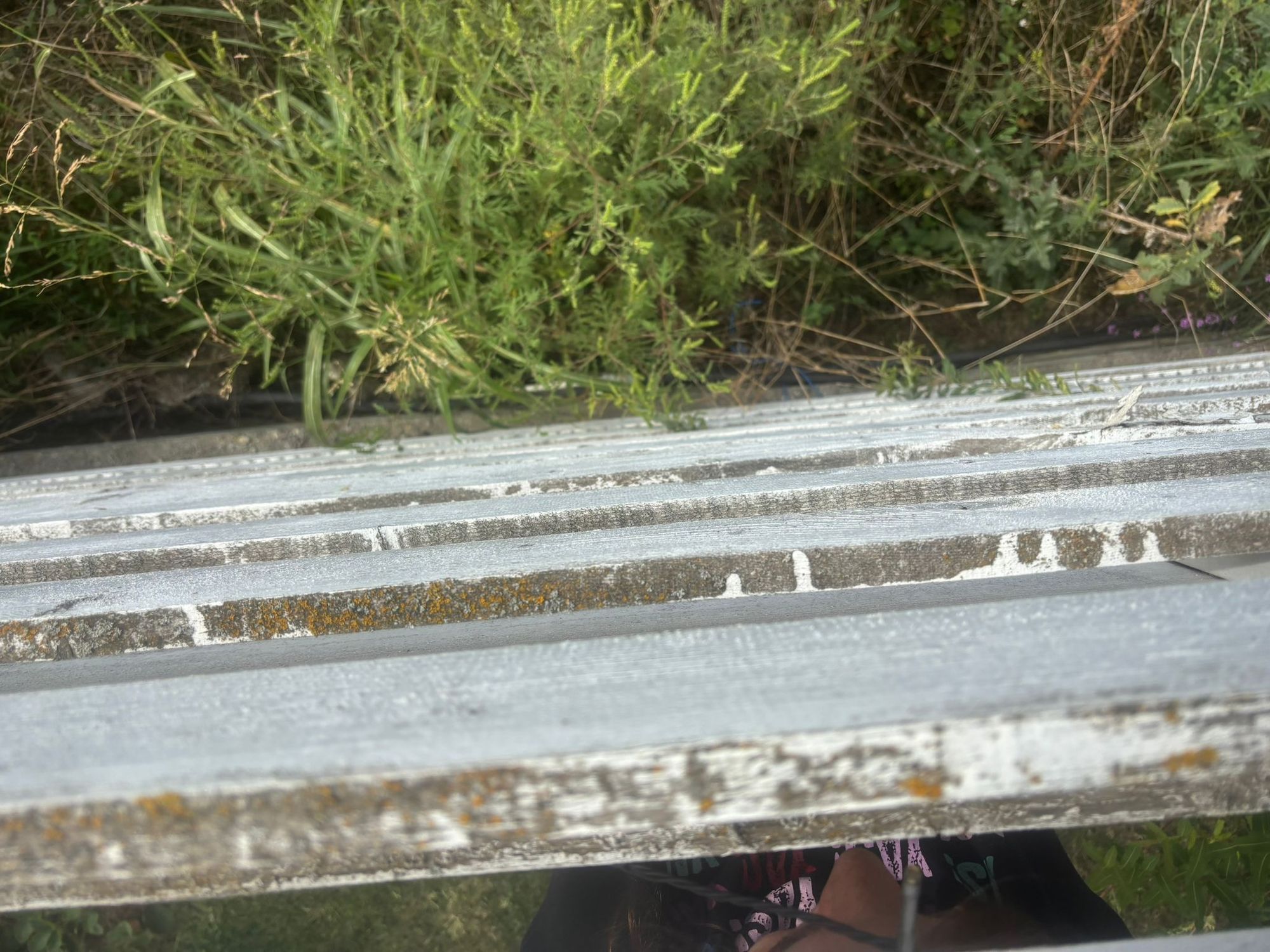 Ambrozie in Strada Vănâtorilor 23, Mogoșoaia, Comuna Mogoșoaia, Județul Ilfov - 266247a4-215b-4209-92d1-0aadd3f0a1b0.jpeg