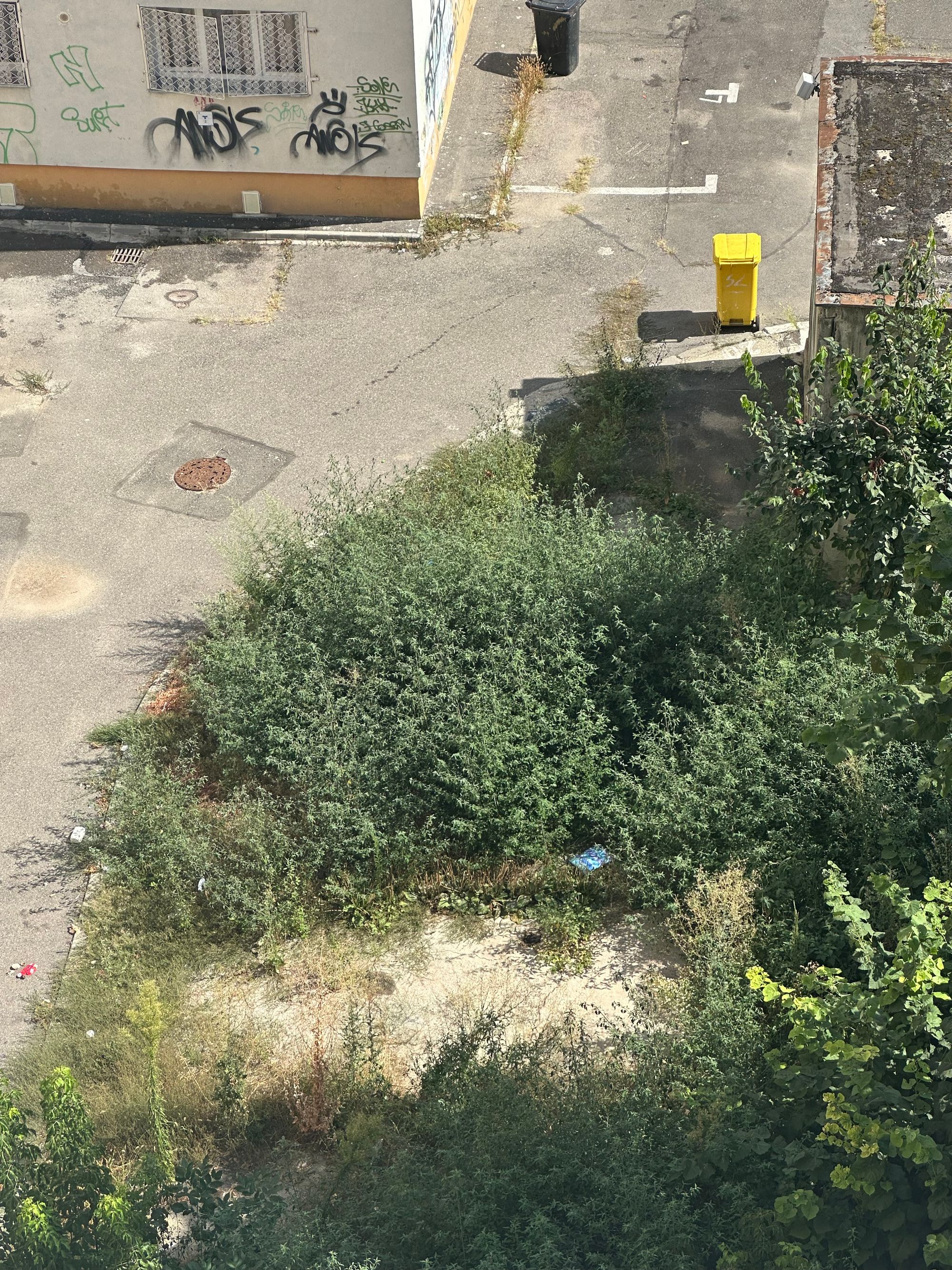 Ambrozie in Strada Vicina 1, București, Municipiul București