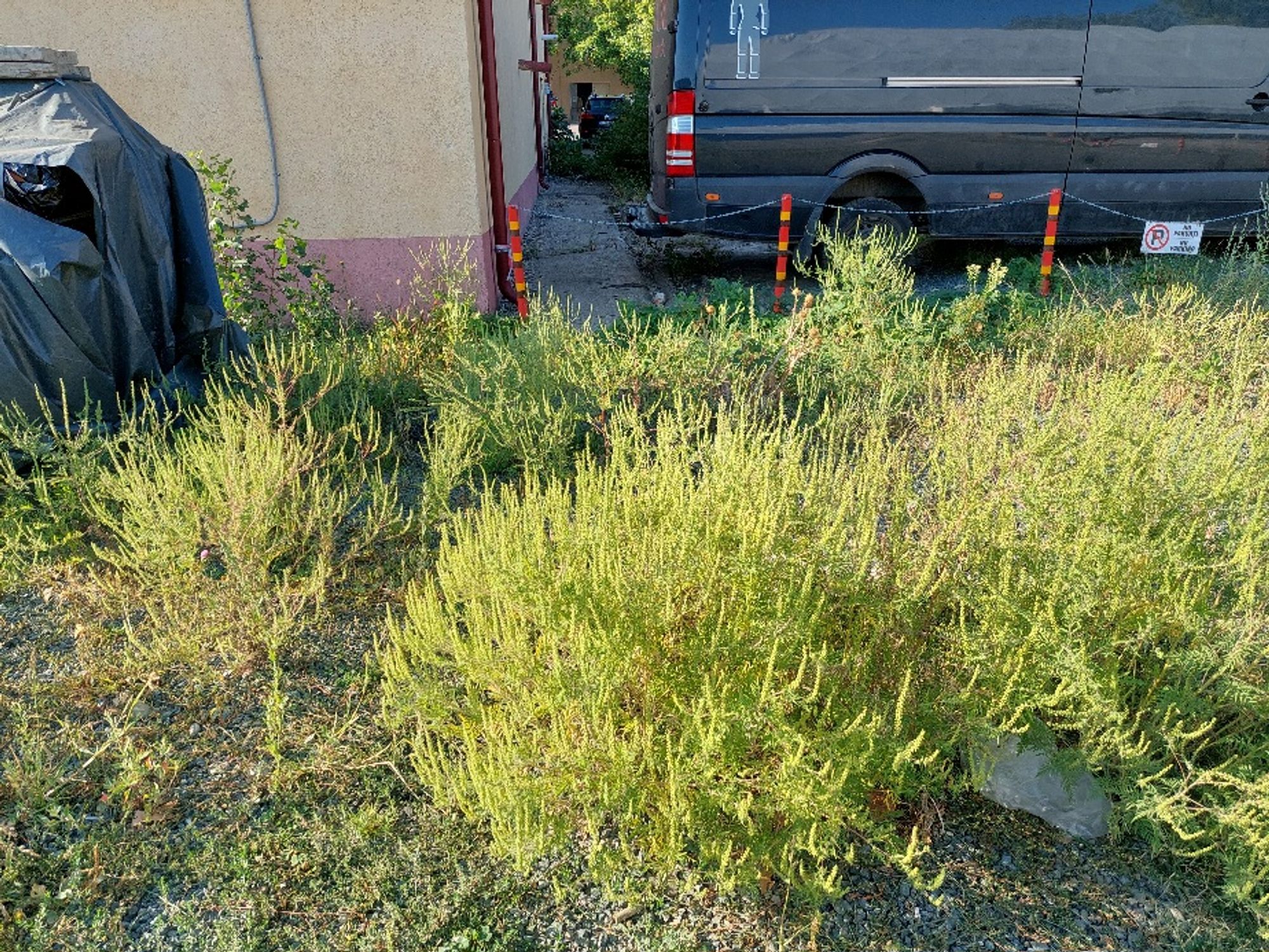 Ambrozie in Calea Chișinăului 23, Iași, Municipiu Iaşi, Județul Iași - 1000080854.jpg