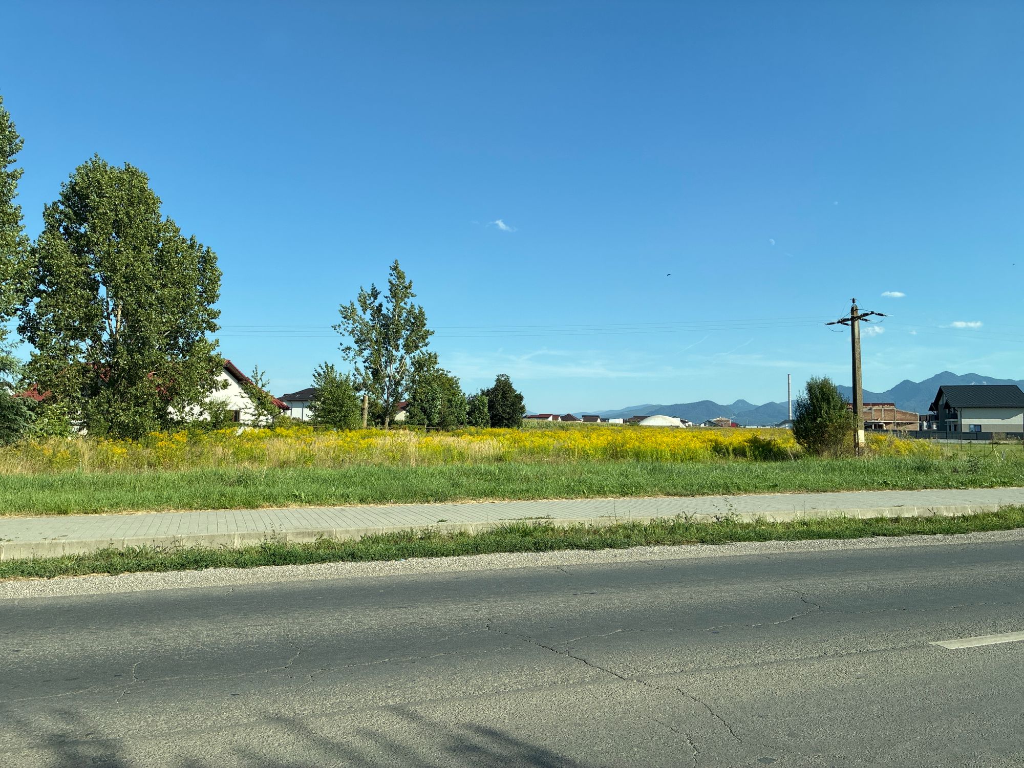 Ambrozie in Strada Vasile Goldiș 1, Sânpetru, Comuna Sânpetru, Județul Brașov