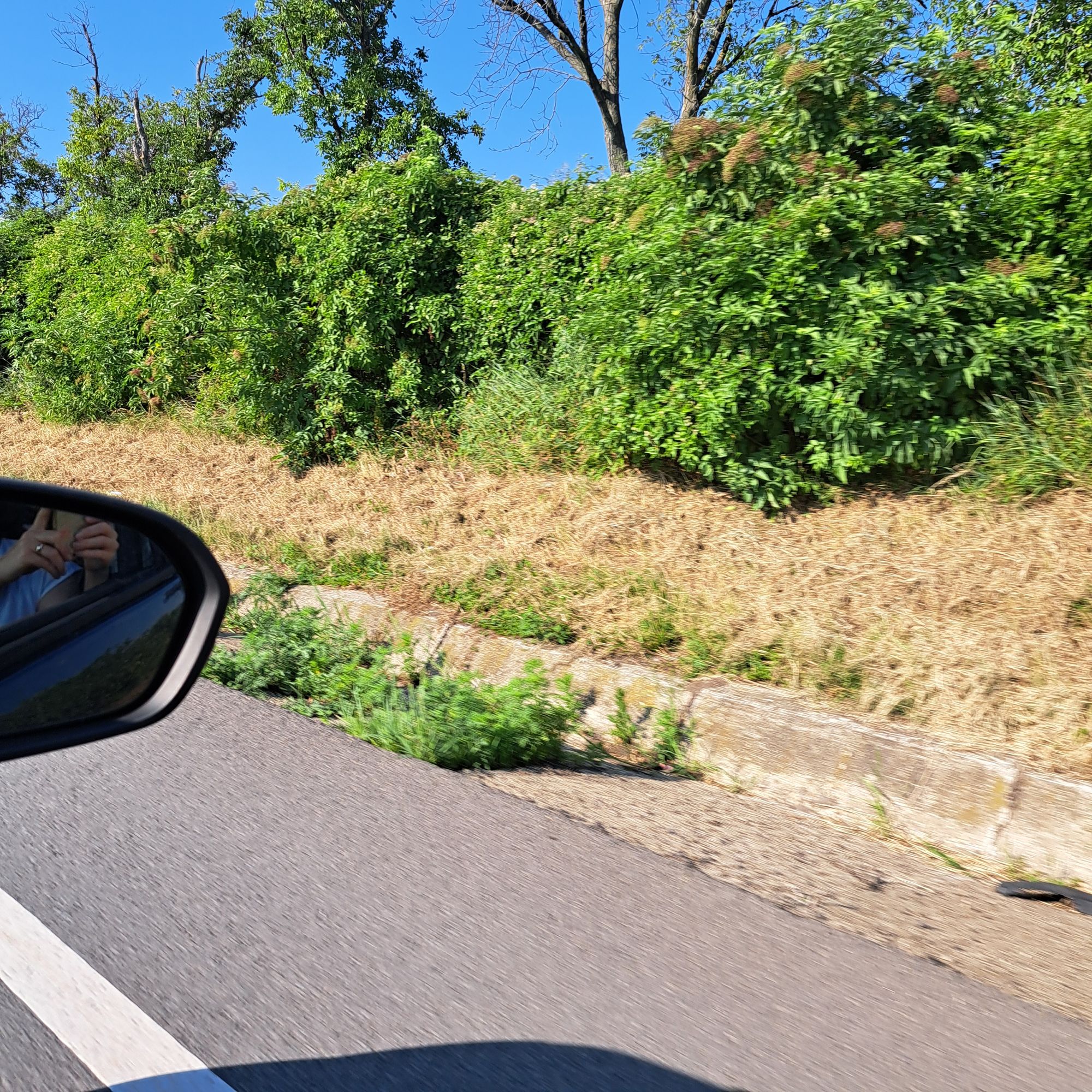 Ambrozie in Strada Principală 16, Iași, Comuna Strunga, Județul Iași - 20260715_091757.jpg