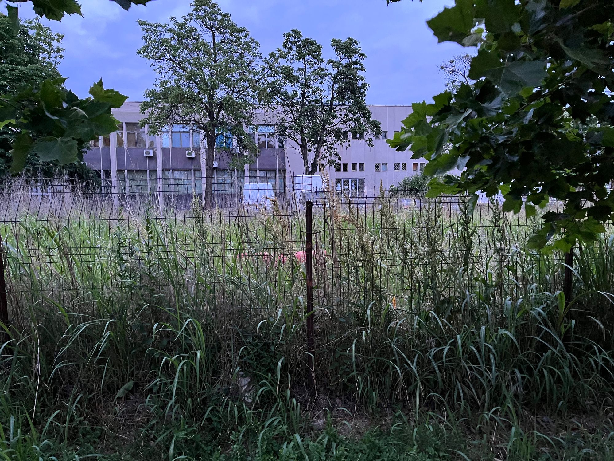 Ambrozie in București, Municipiul București - 0635E3C5-D5B2-47D8-954A-555CC1EE8D70.jpeg