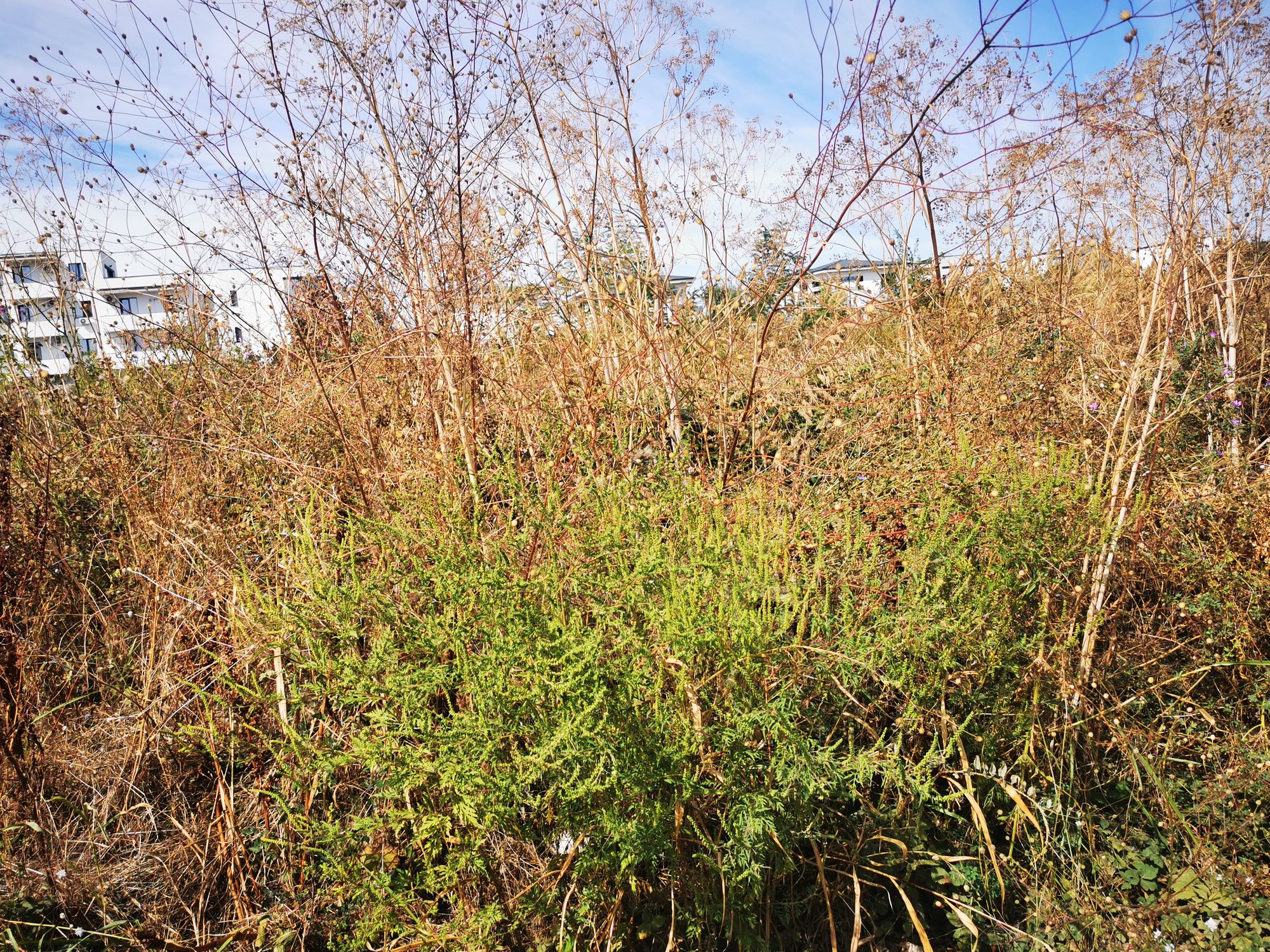 Ambrozie in Strada Paris 11, Tunari, Comuna Tunari, Județul Ilfov - IMG_20250915_123257.jpg