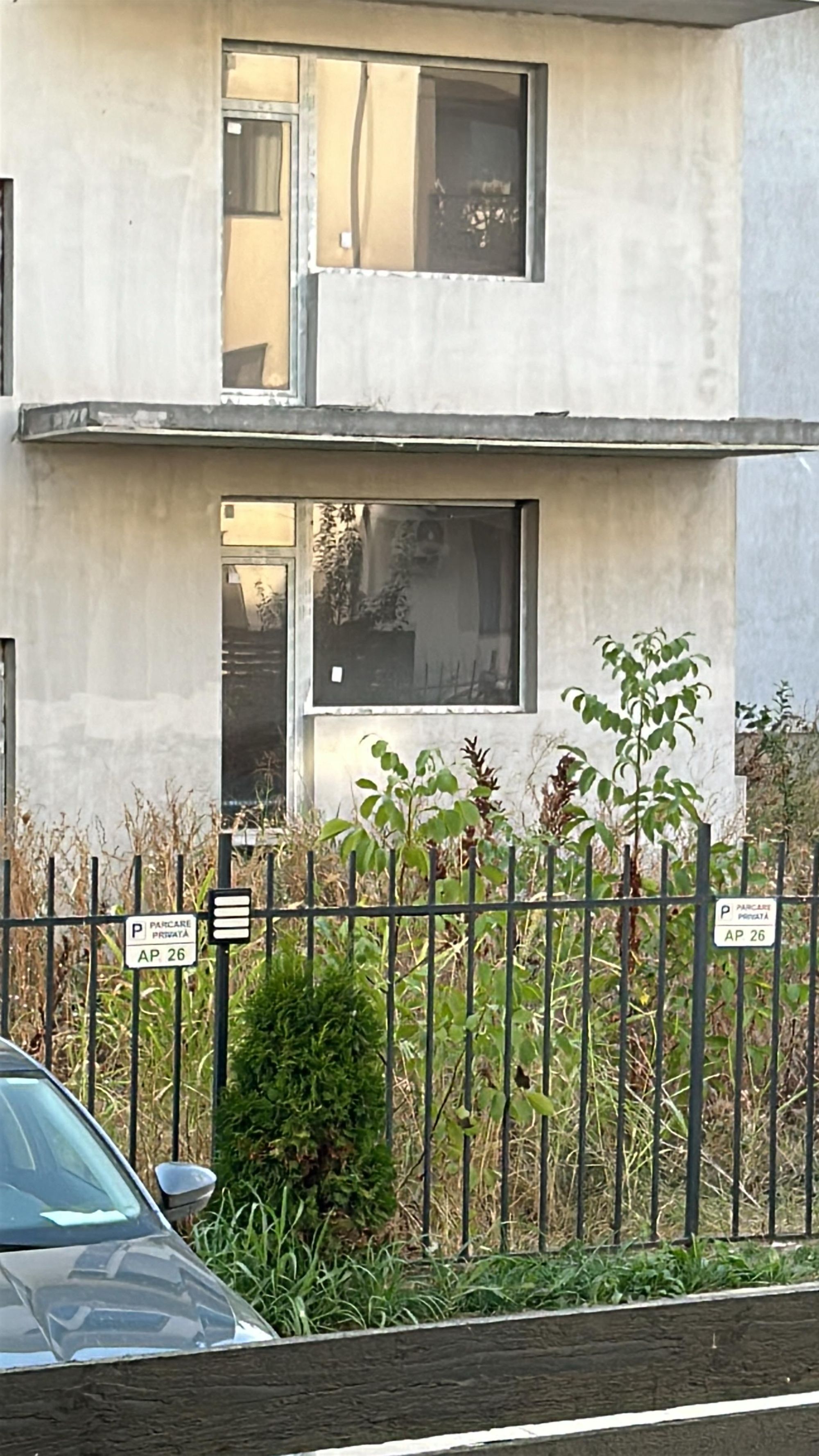 Ambrozie in Strada Cireșului, București, Comuna Dobroești, Județul Ilfov