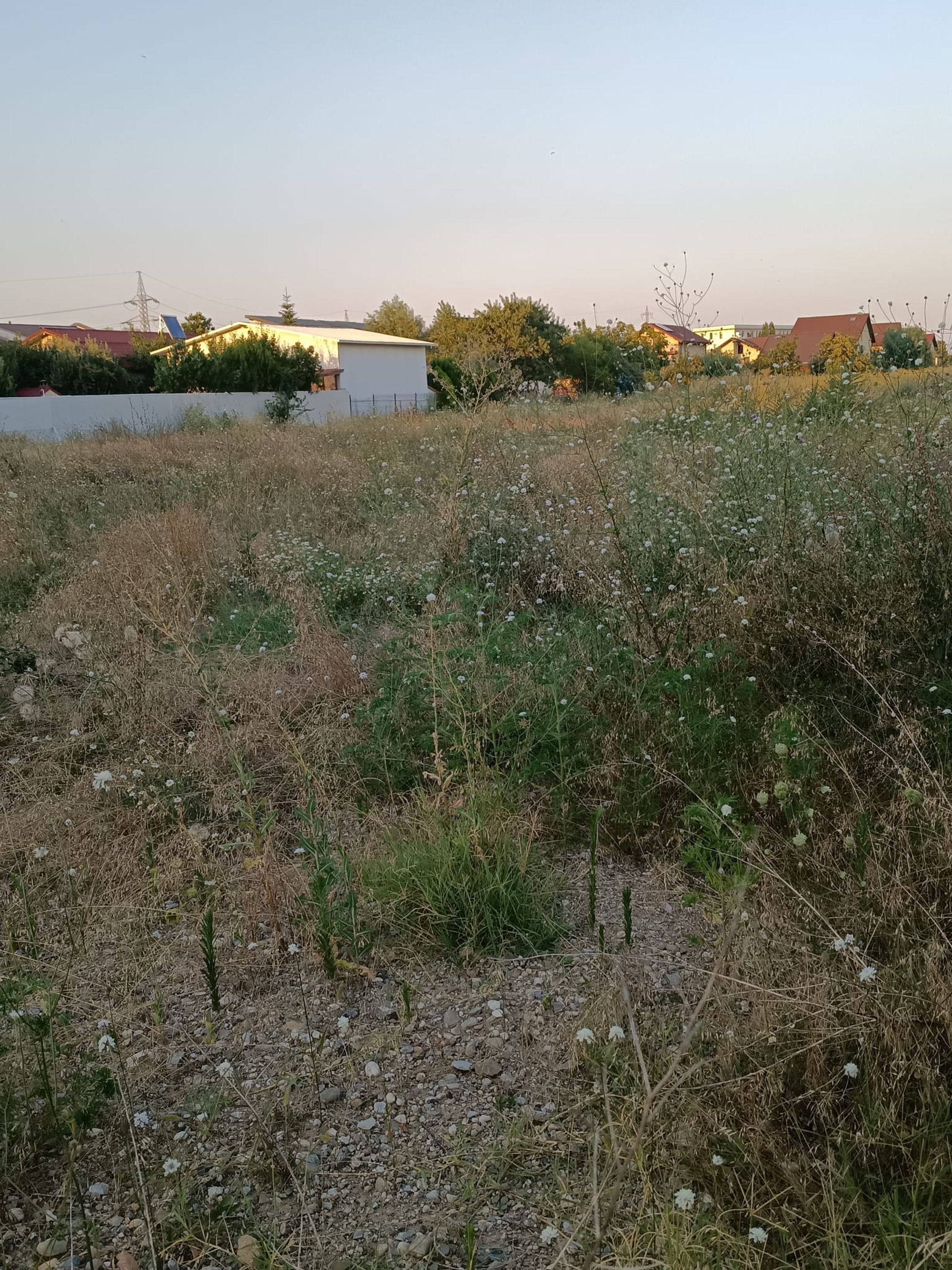 Ambrozie in Strada Acvilei 16M, Roșu, Comuna Chiajna, Județul Ilfov