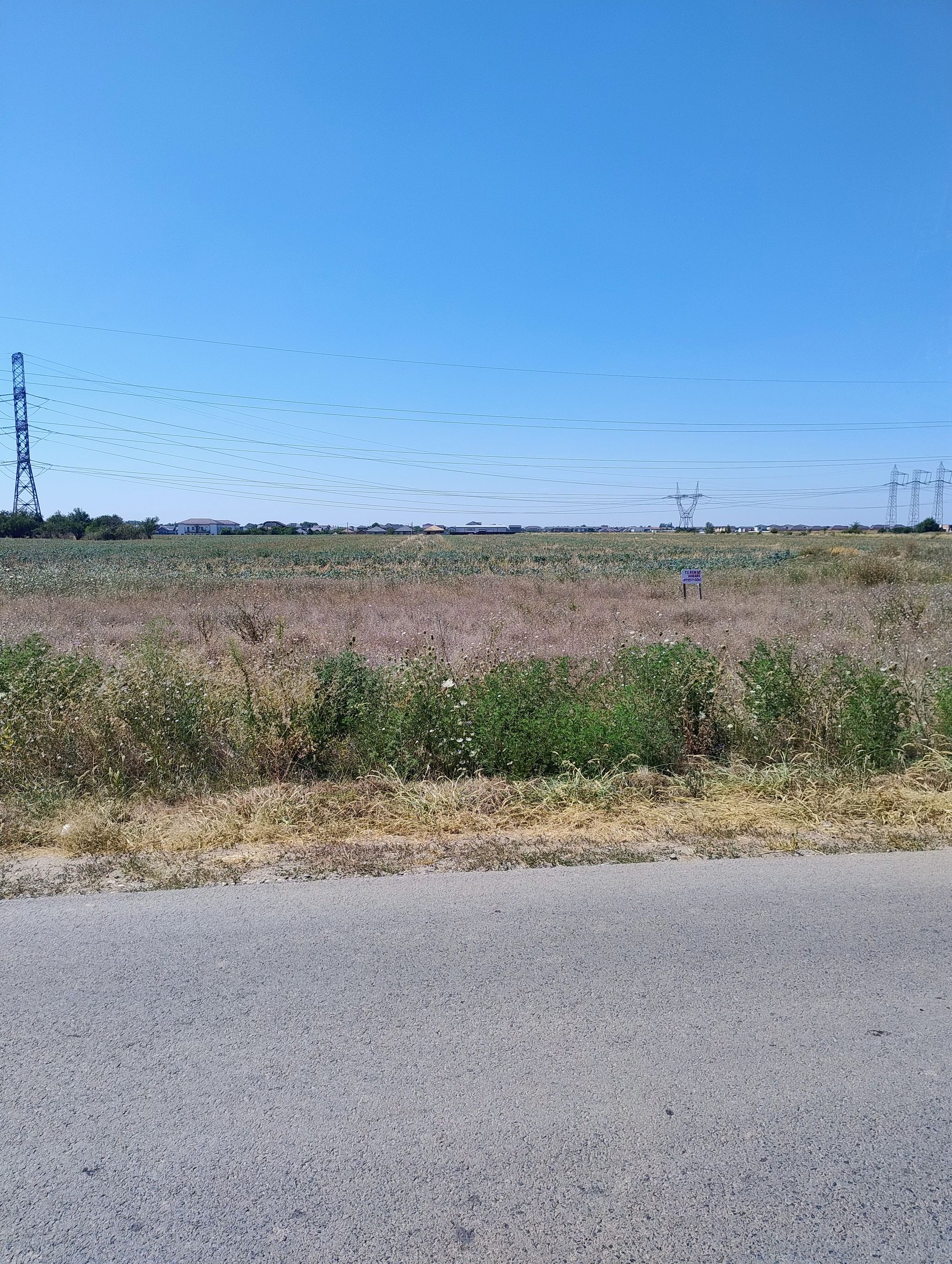 Ambrozie in Strada Bujorului 36, Dragomirești-Deal, Comuna Domnești, Județul Ilfov