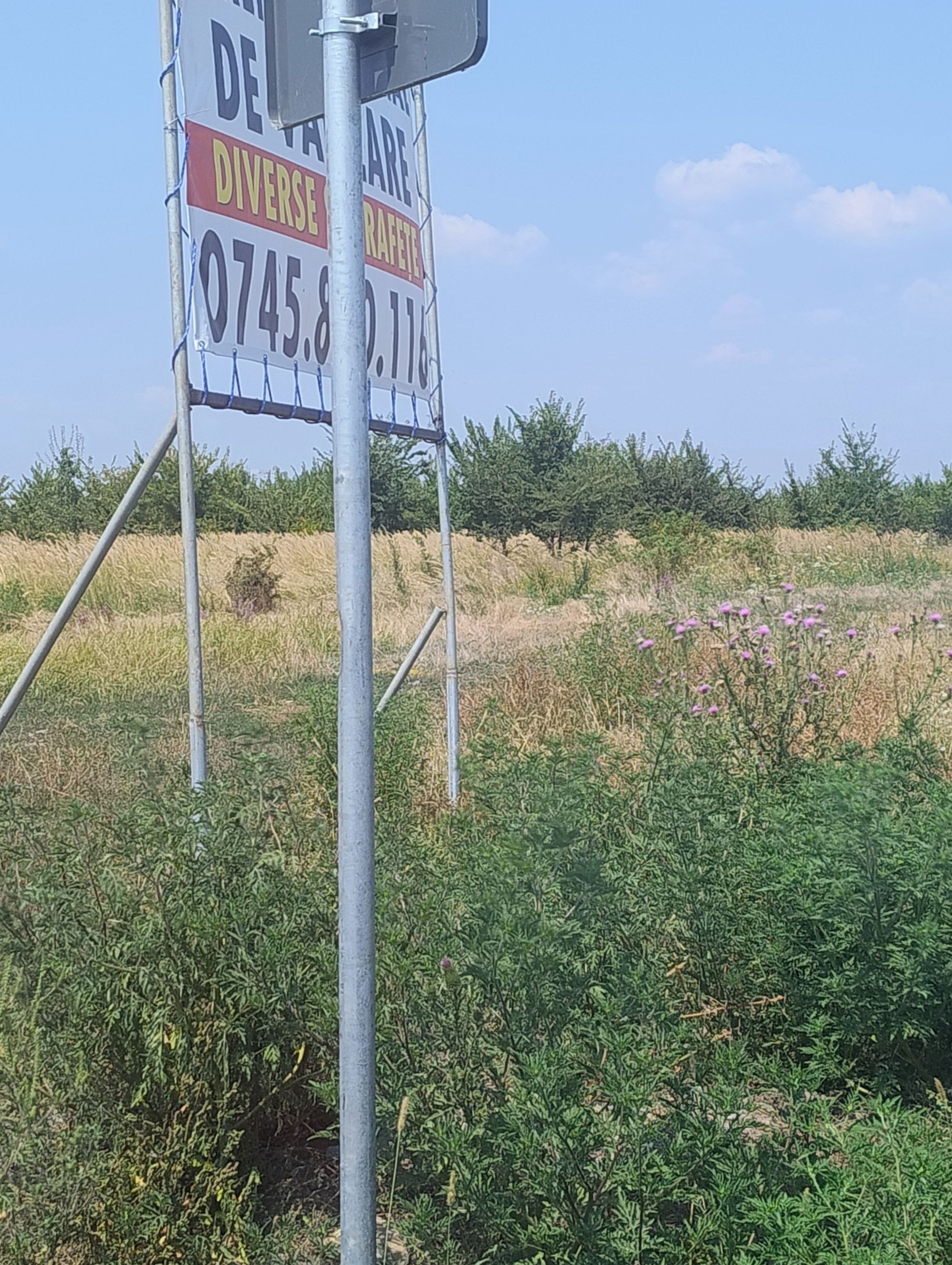 Ambrozie in Domnești, Comuna Domnești, Județul Ilfov