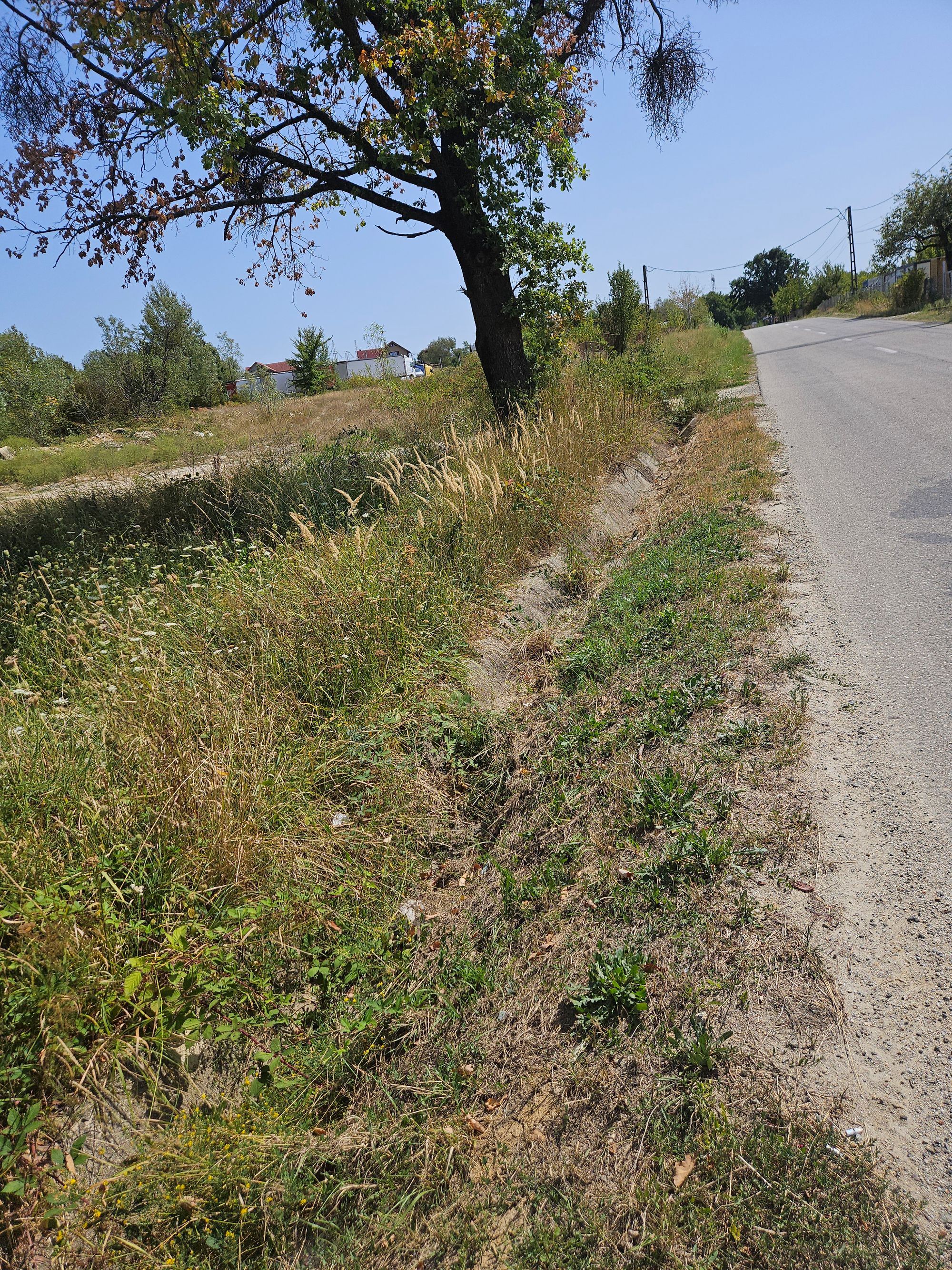 Ambrozie in DJ665D 717, Novaci, Oraş Novaci, Județul Gorj - 20250830_132231.jpg