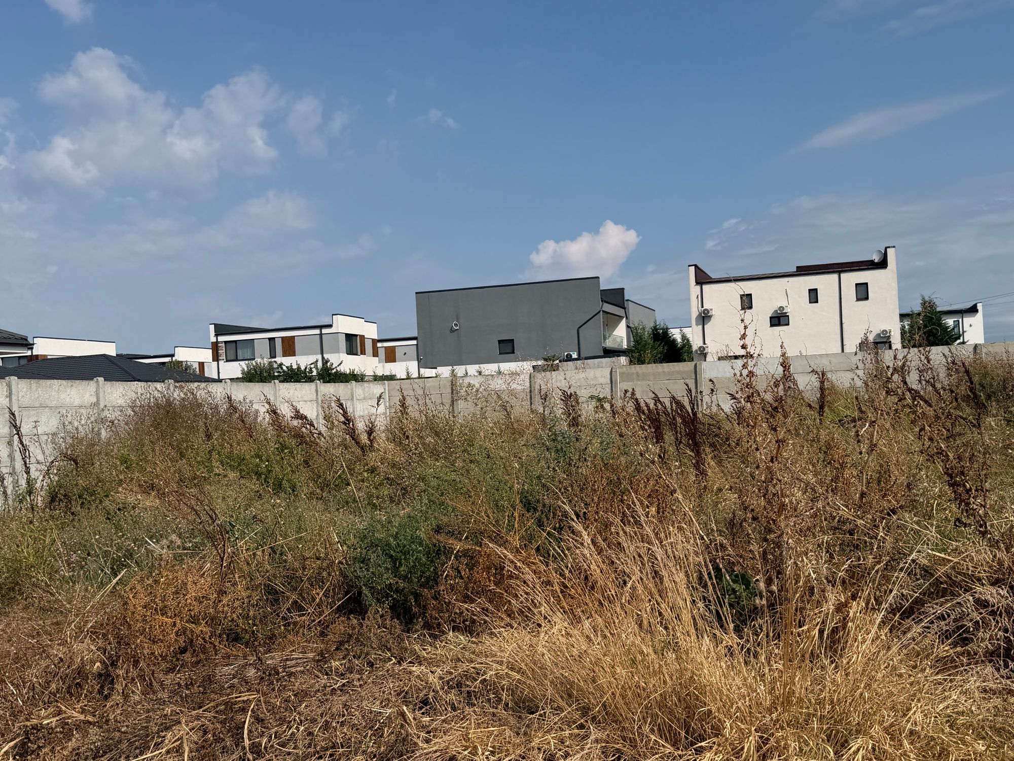 Ambrozie in Strada Petuniei 33, Tunari, Comuna Tunari, Județul Ilfov
