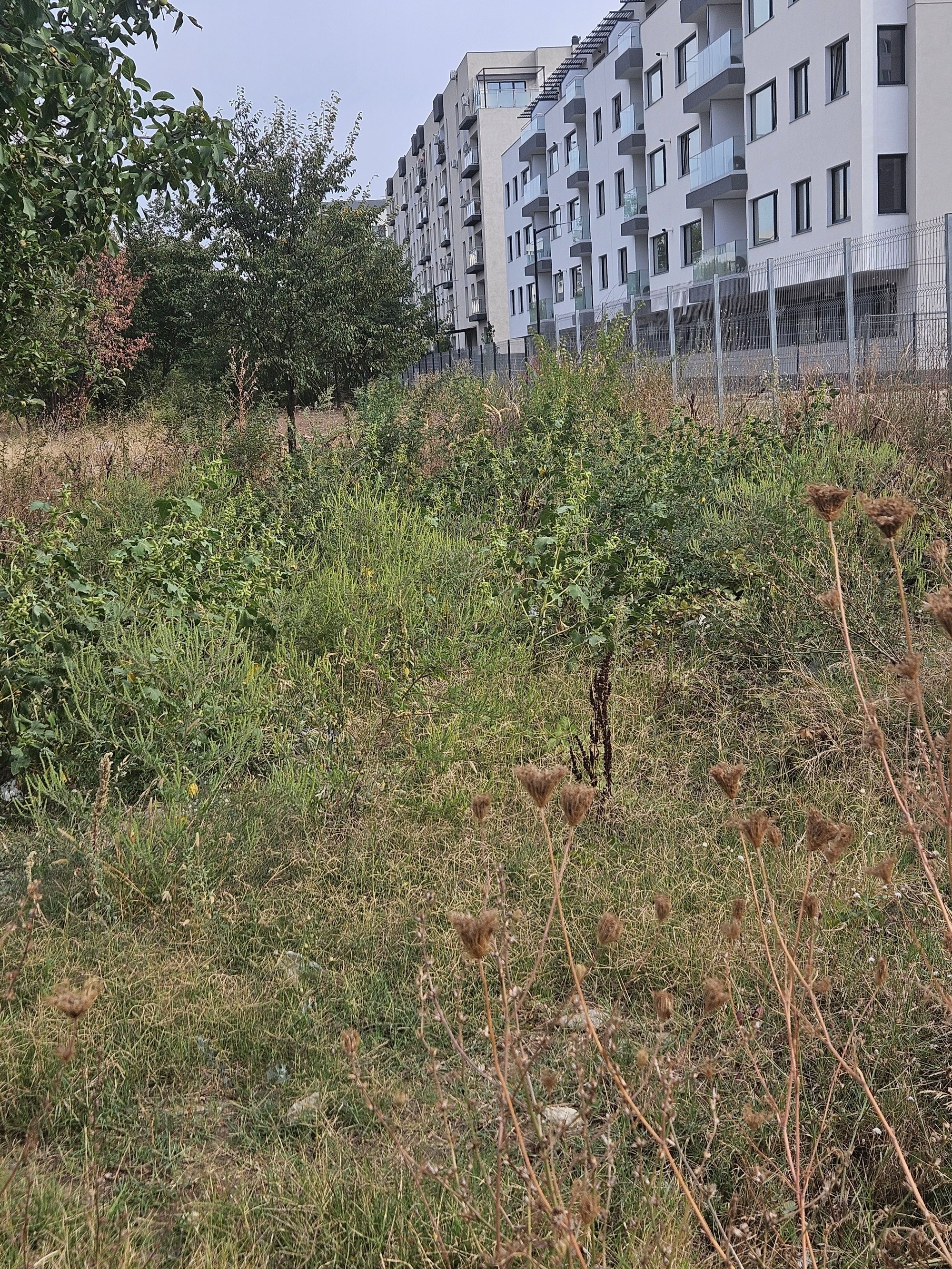 Ambrozie in Drumul Belșugului 33, București, Municipiul București - 20250907_164053.jpg
