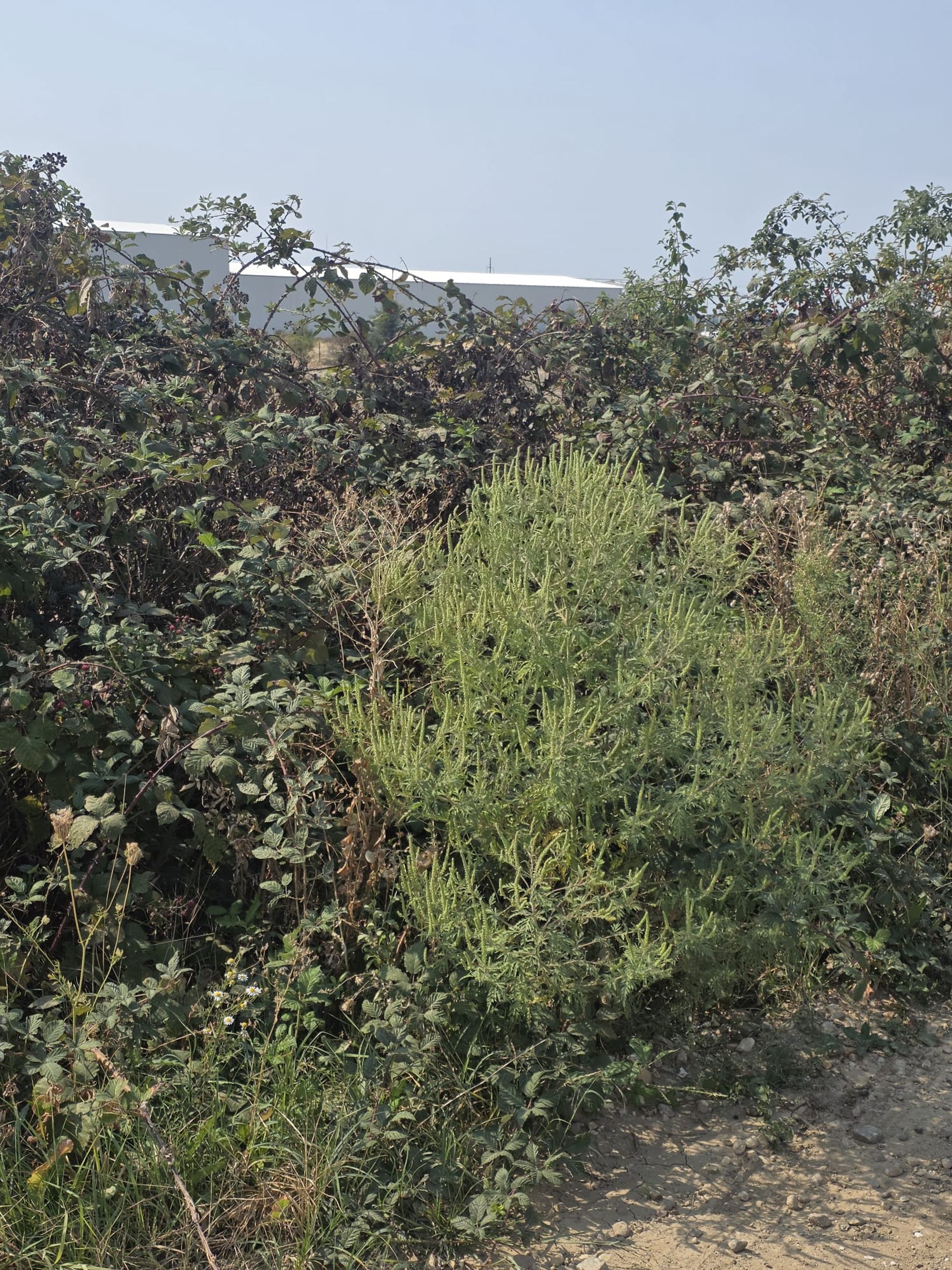 Ambrozie in Albota, Comuna Albota, Județul Argeș - a2.jpg