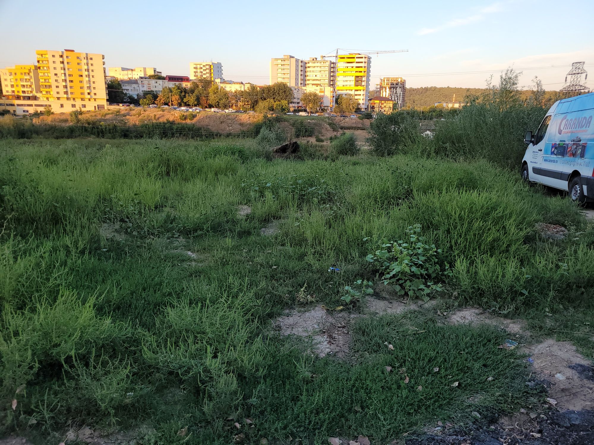 Ambrozie in Șoseaua Nicolina 177, Iași, Municipiu Iaşi, Județul Iași - 1000014602.jpg