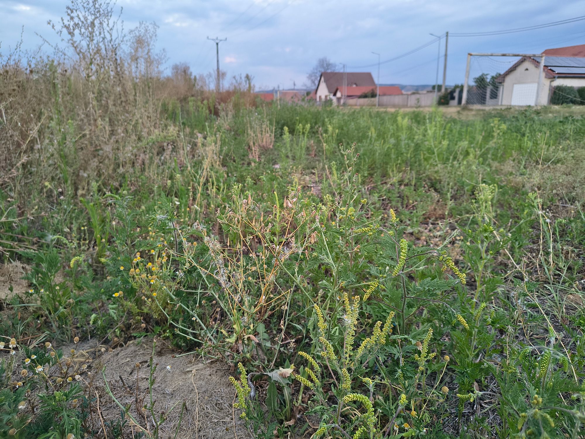 Ambrozie in Str. Fântânele 51a, Sebeș, Municipiu Sebeș, Județul Alba - 1000027023.jpg