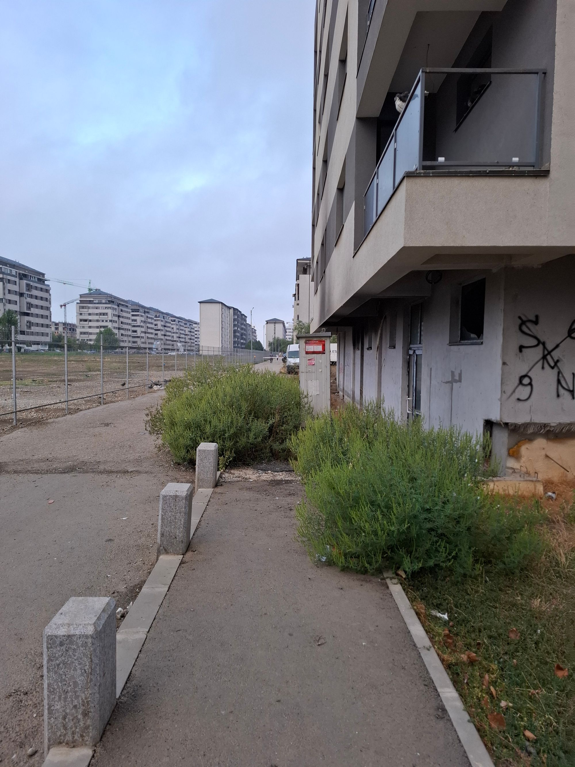 Ambrozie in Strada Tineretului 77, Chiajna, Comuna Chiajna, Județul Ilfov - 20250912_080428.jpg