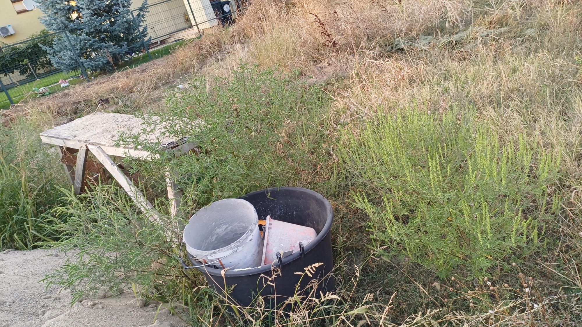 Ambrozie in Aleea Brândușei 15, Corbeanca, Comuna Corbeanca, Județul Ilfov - WhatsApp Image 2025-09-09 at 7.15.52 PM (1).jpeg