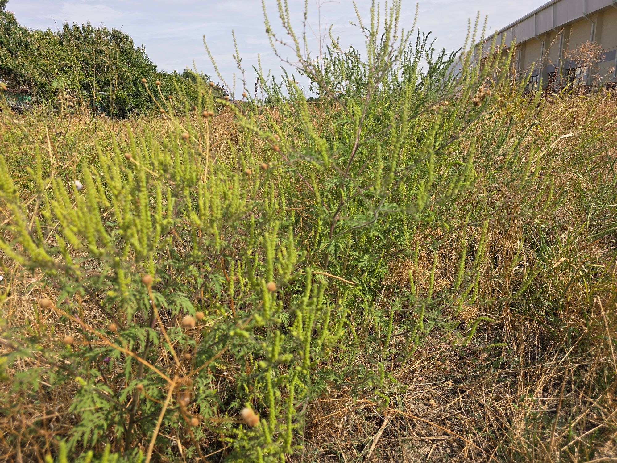 Ambrozie in Strada Agricultorilor 18-20, București, Comuna Dobroești, Județul Ilfov - 20250911_114544.jpg