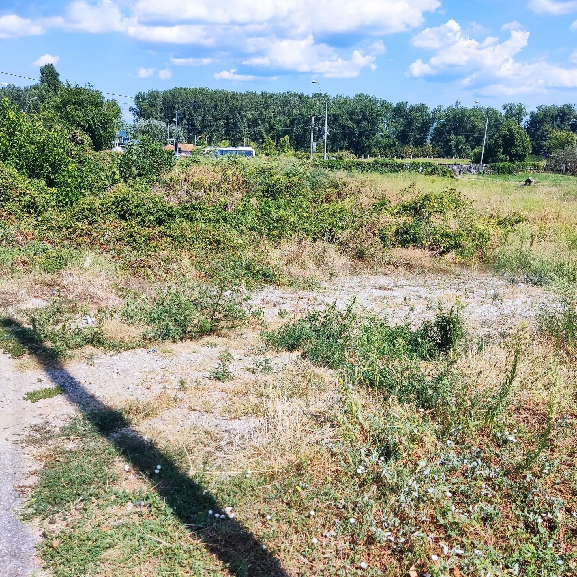 Ambrozie in Strada Depozitelor 4, Pitești, Municipiu Piteşti, Județul Argeș - B290A3FC-F4FB-4AE2-95C0-E5F7EB1836D3.jpeg