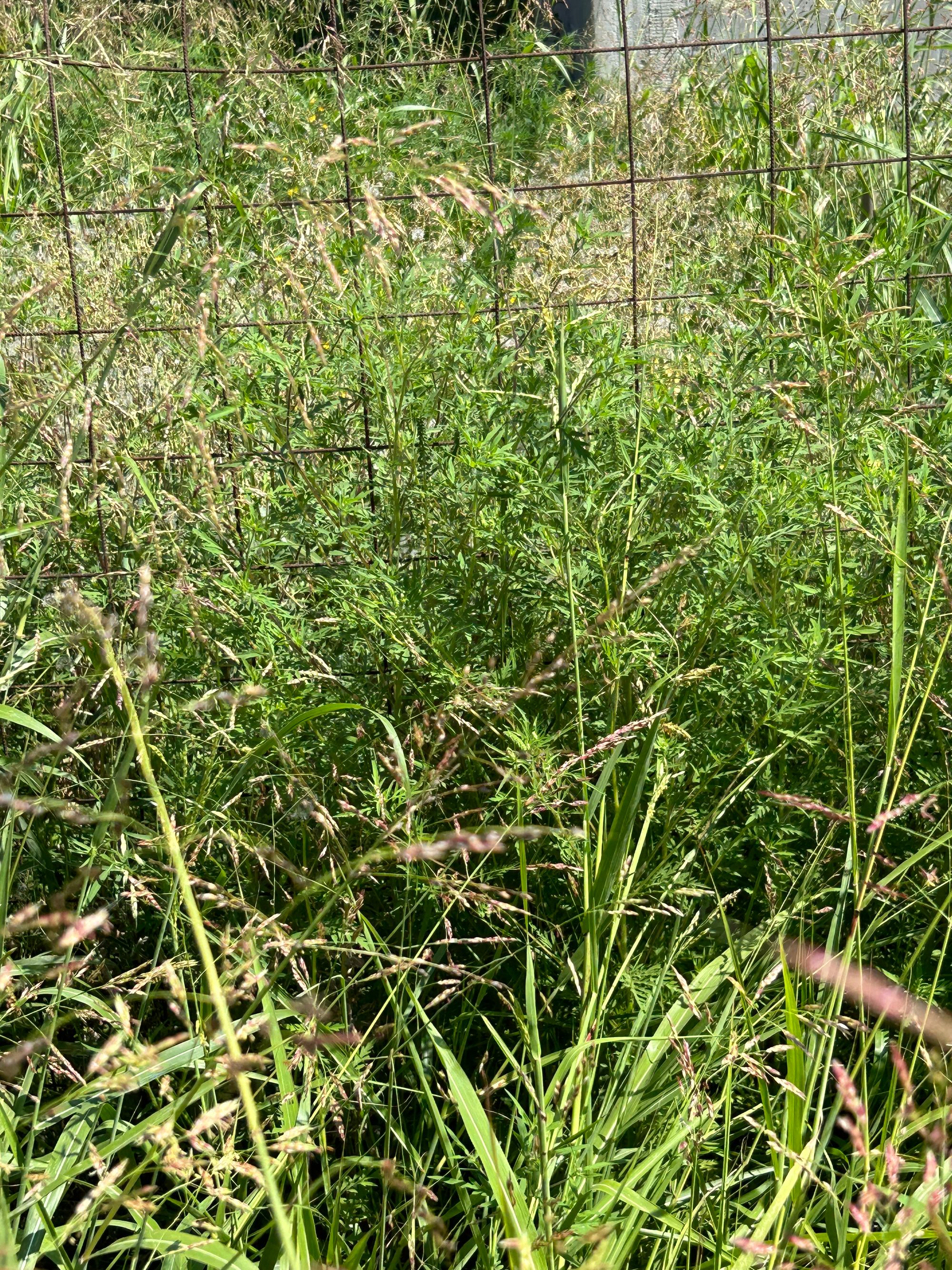 Ambrozie in Strada Mihai Eminescu 1, Afumați, Comuna Afumați, Județul Ilfov - IMG_6095.jpeg