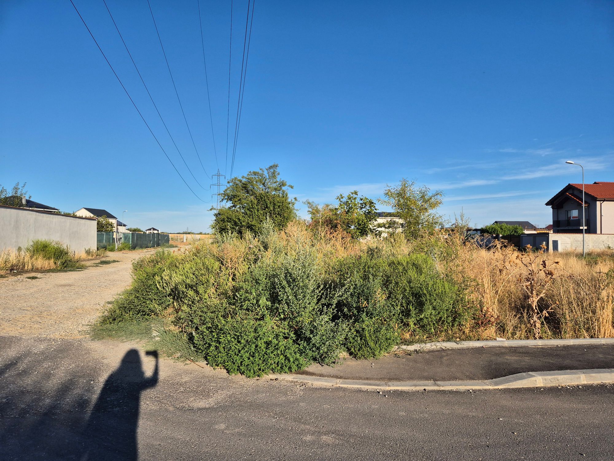 Ambrozie in Aleea Potelu 170, Craiova, Municipiu Craiova, Județul Dolj - inbound6740586966937966449.jpg