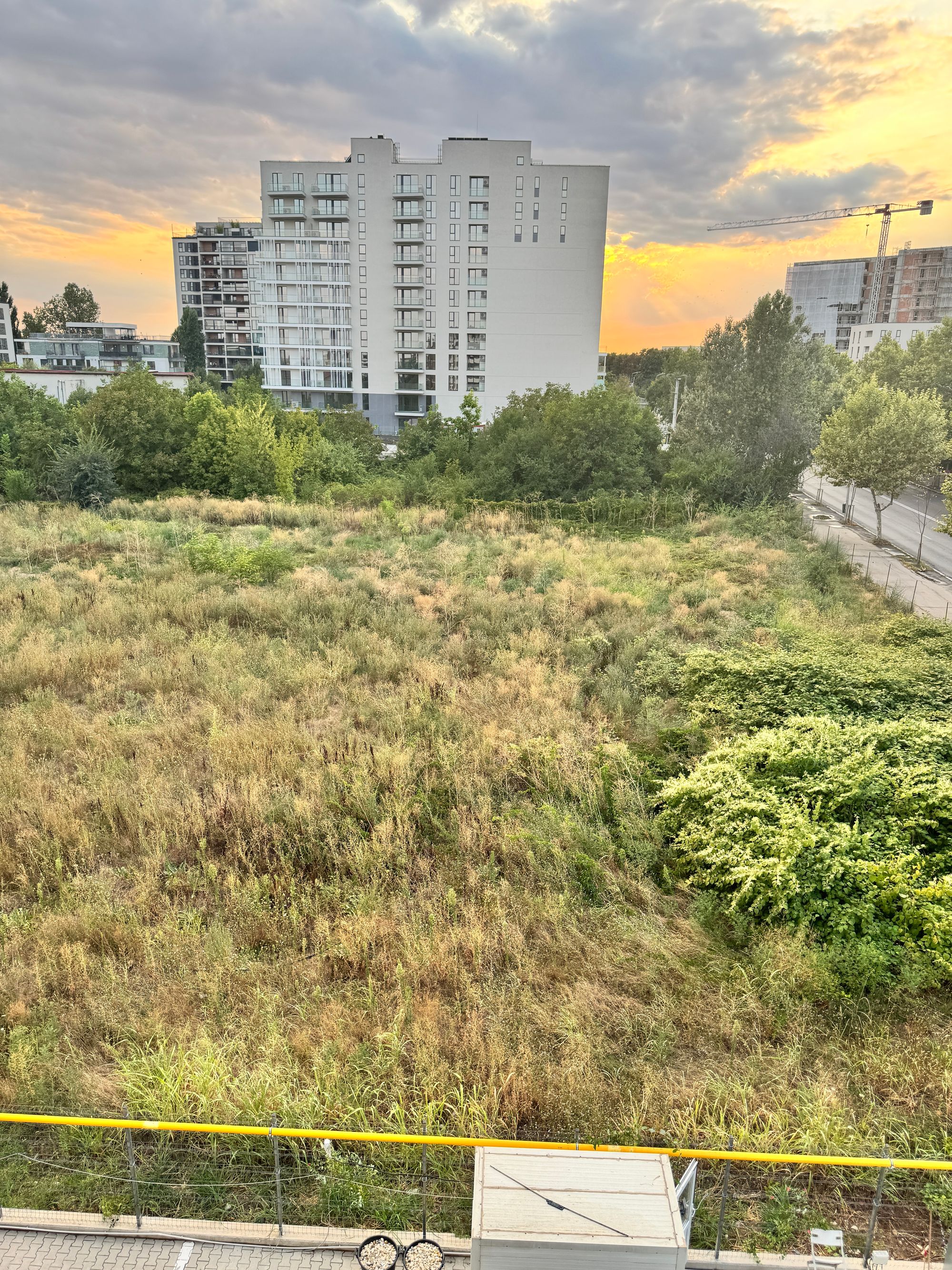 Ambrozie in Șos. Gheorghe Ionescu Sisești 435, București, Municipiul București