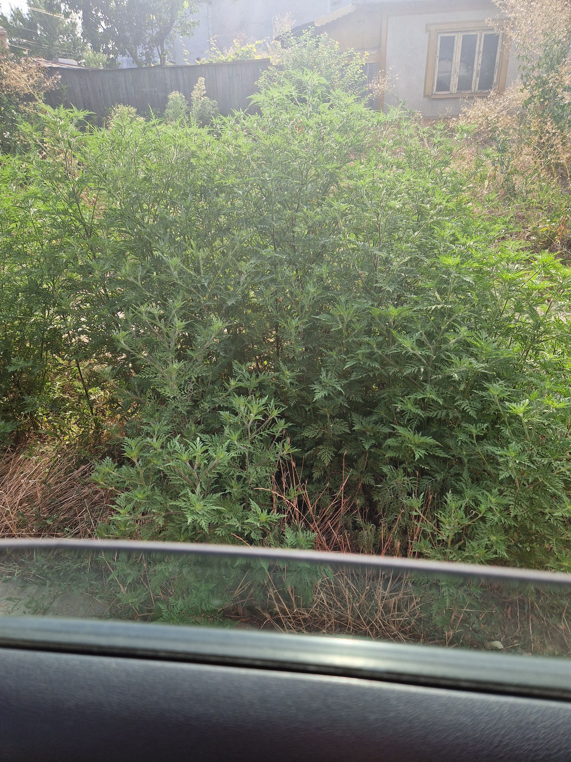 Ambrozie in Strada Alexandru Vlahuță 101, Brăila, Municipiu Brăila, Județul Brăila - 20250806_172500.jpg