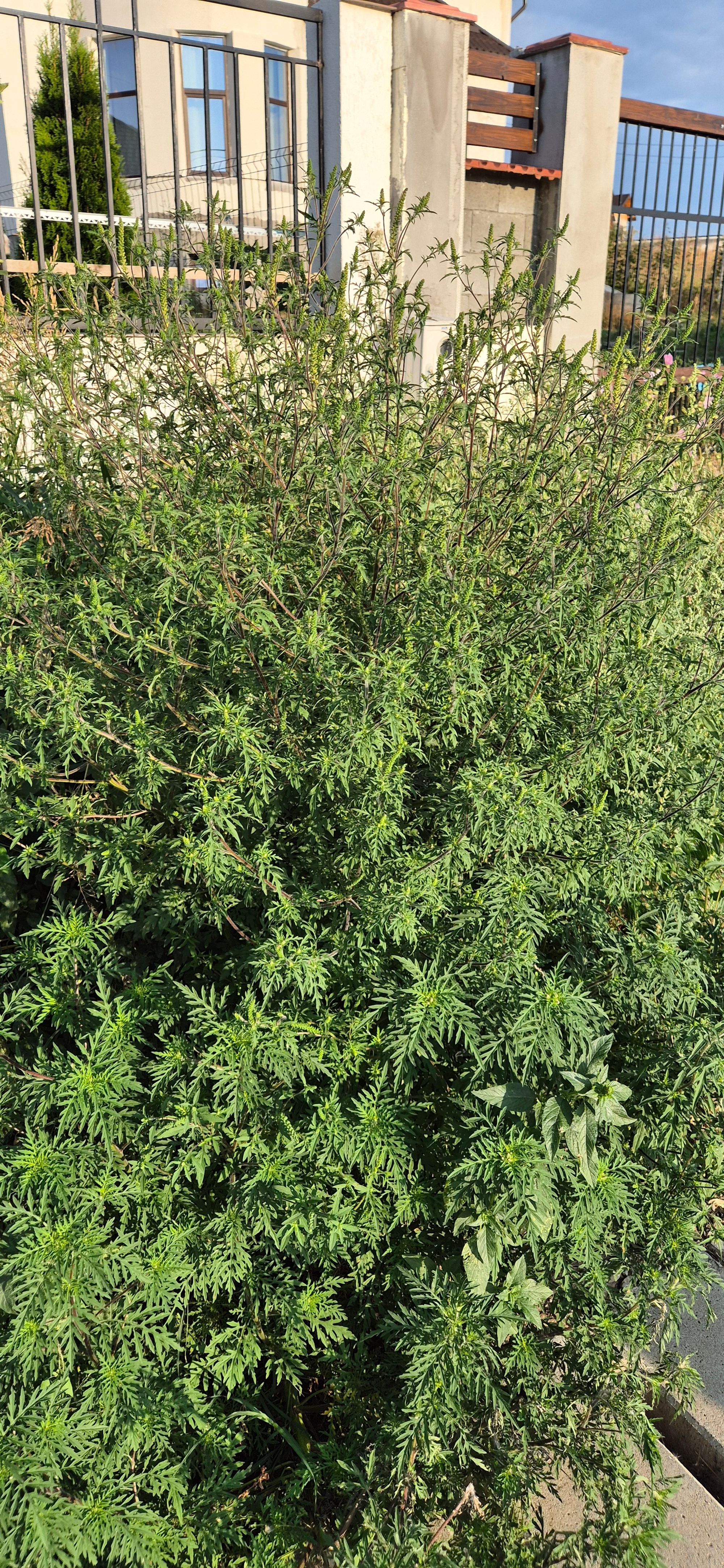 Ambrozie in DC57 194, Bighilin, Comuna Bucov, Județul Prahova - 20250819_190014.jpg