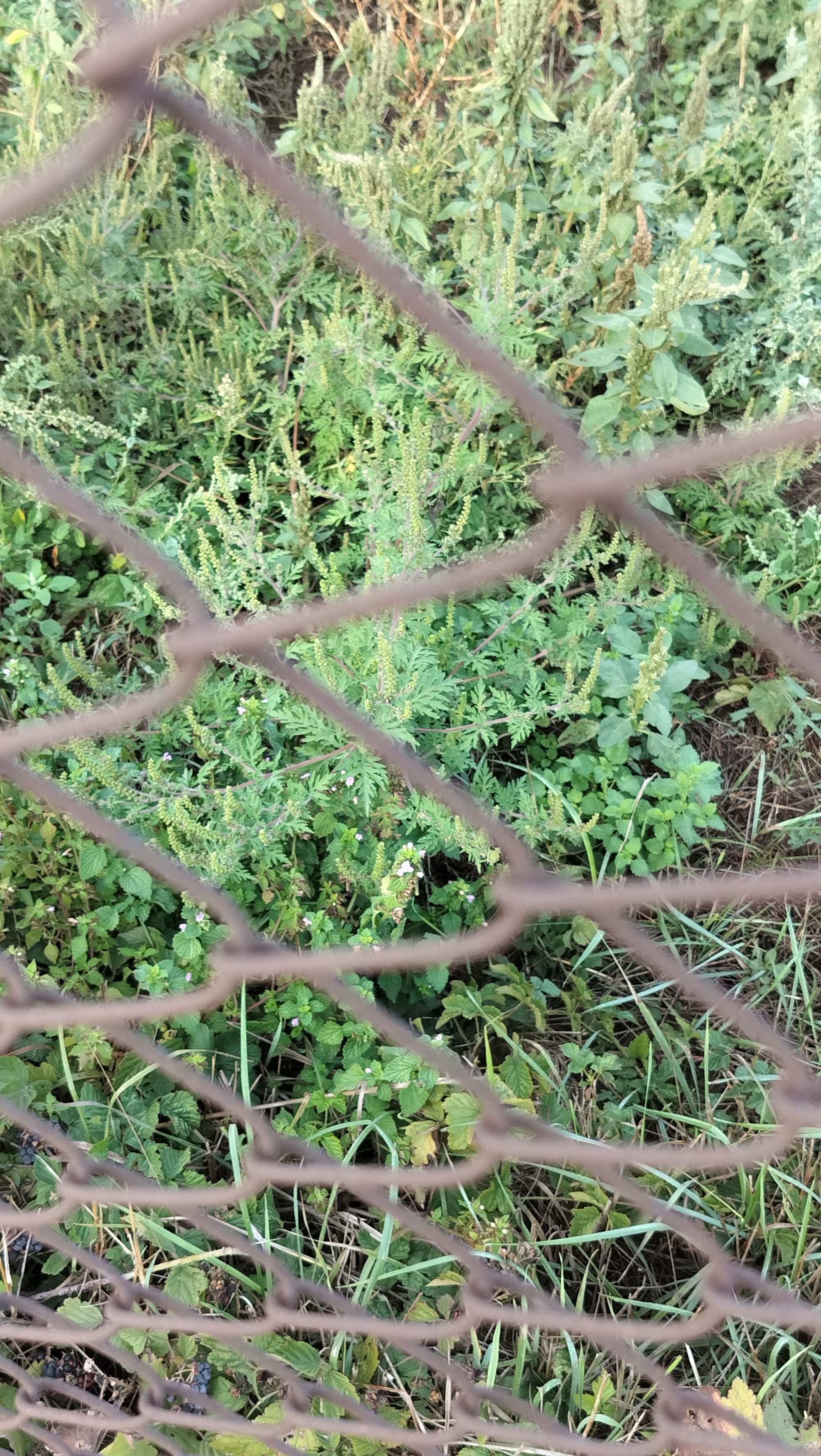 Ambrozie in Str. Magnoliei 2, Girișu de Criș, Comuna Girișu de Criș, Județul Bihor - IMG20250913105049.jpg