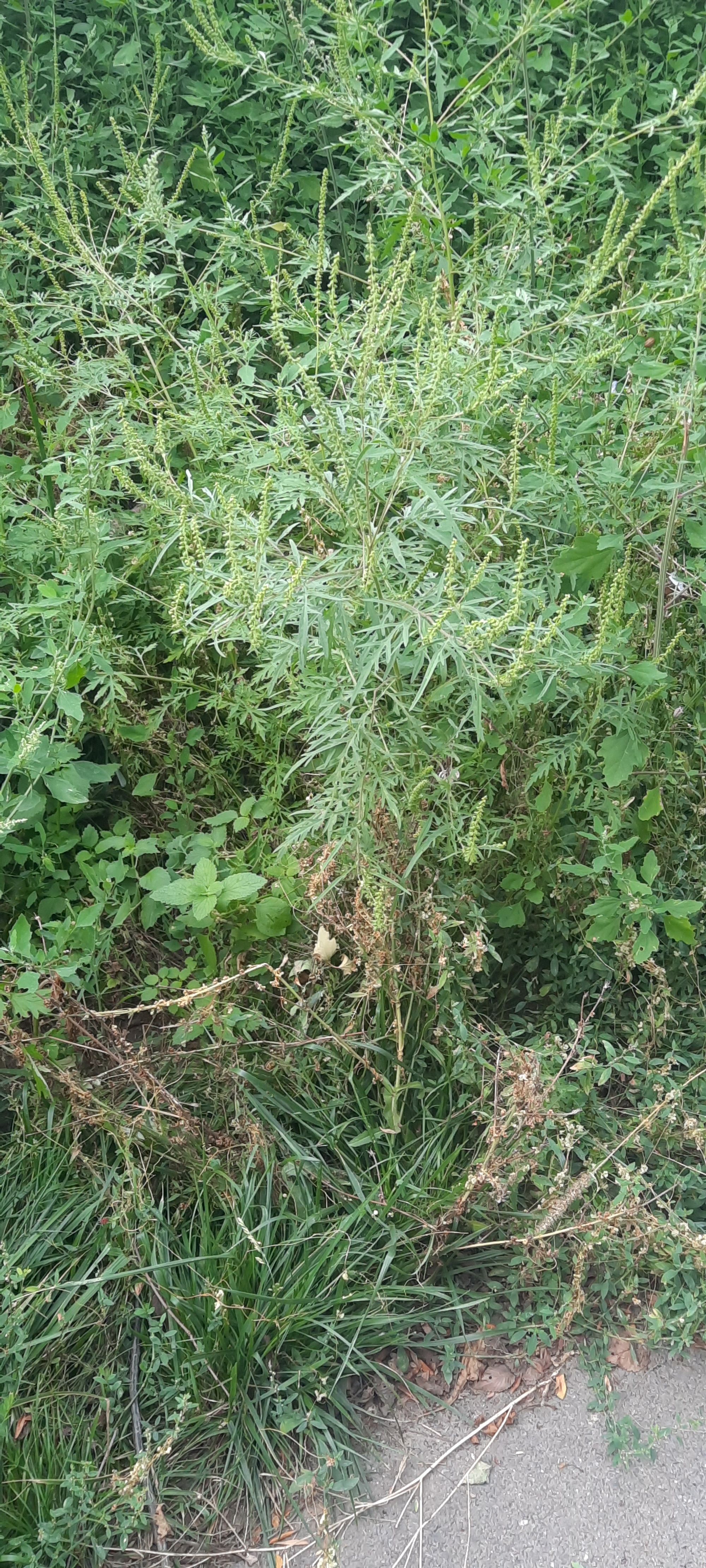 Ambrozie in Șoseaua Națională Veche 225, Brăila, Municipiu Brăila, Județul Brăila - 1000019667.jpg