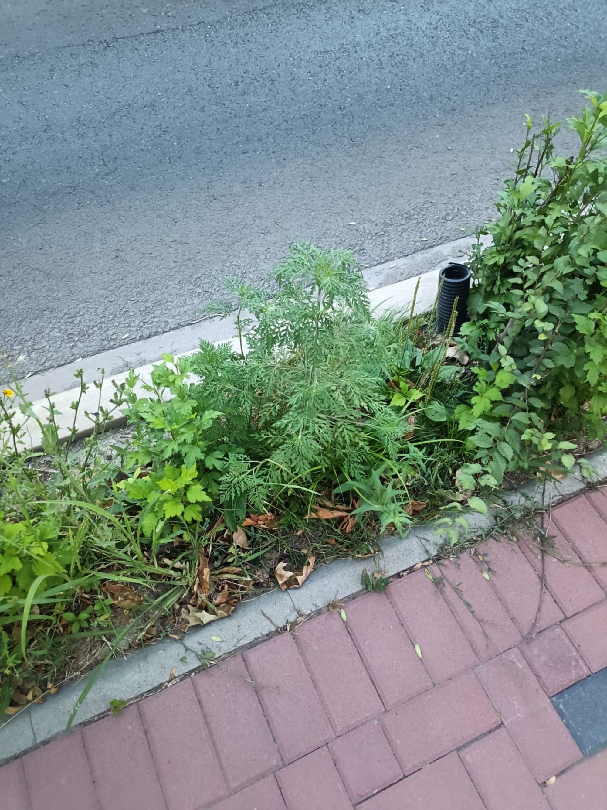 Ambrozie in București, Municipiul București