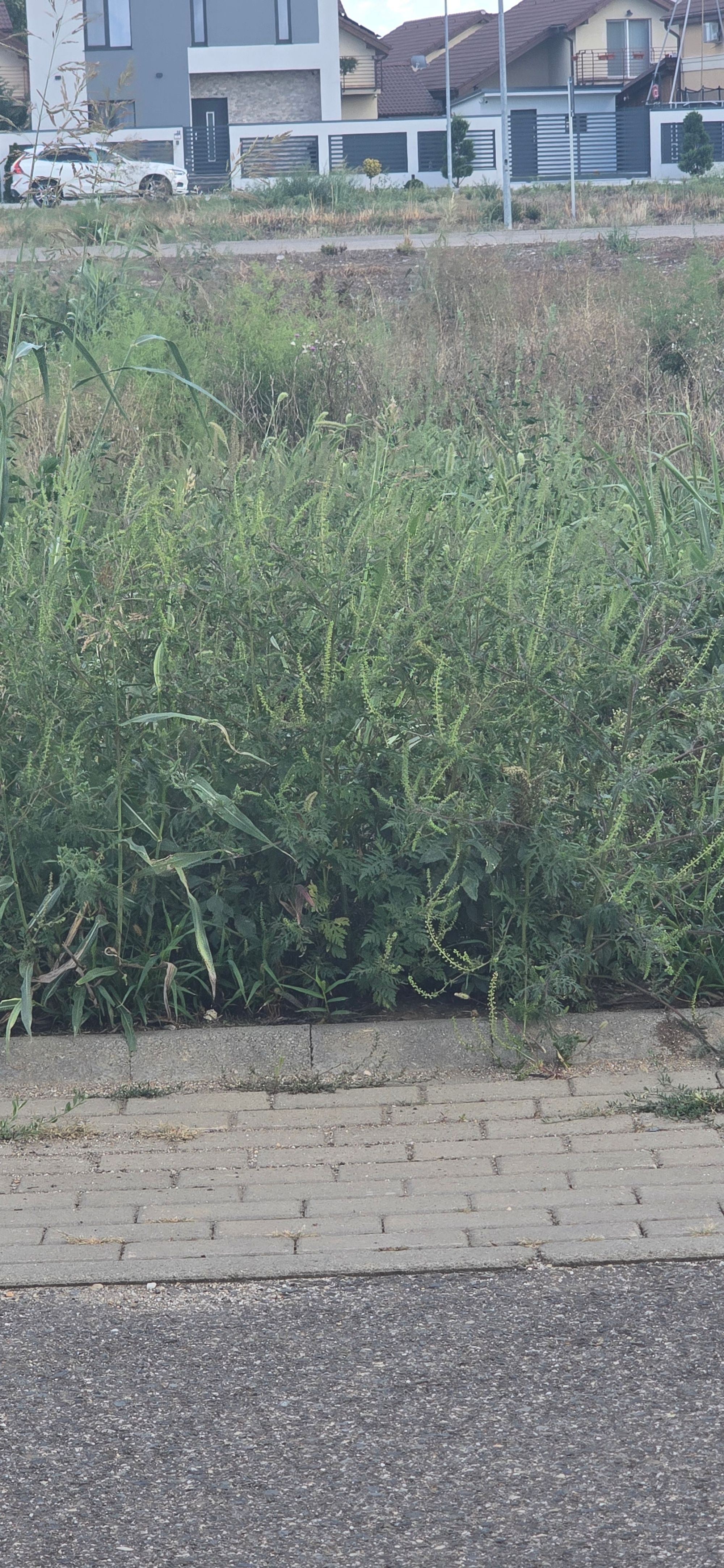 Ambrozie in Strada Augustus 33, Arad, Municipiu Arad, Județul Arad