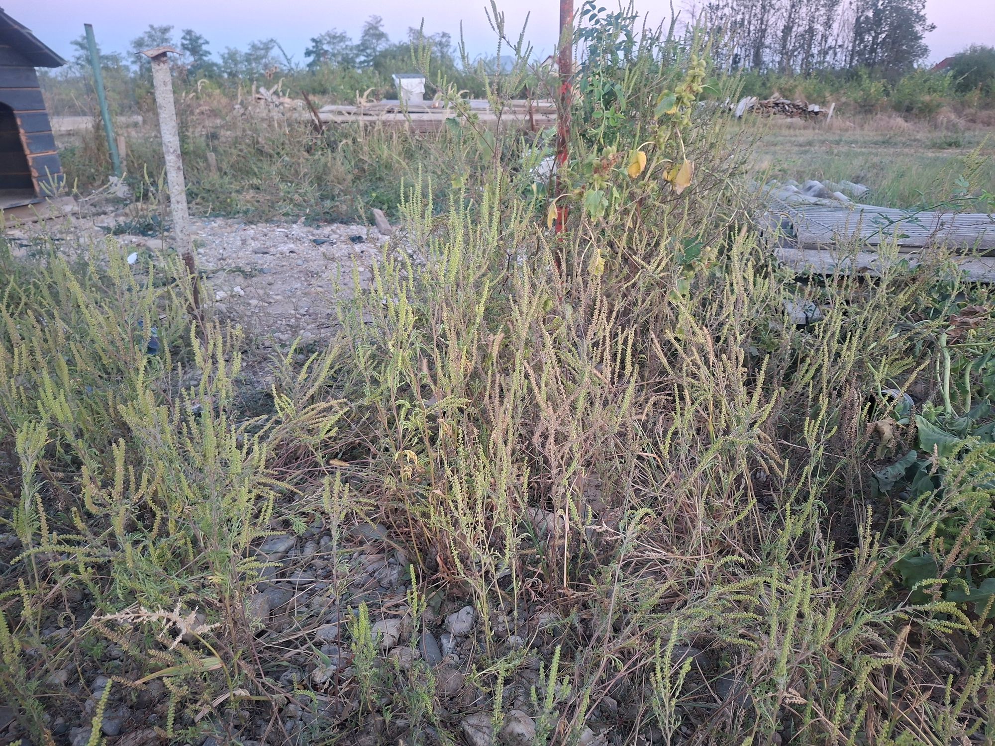 Ambrozie in DJ659 309a, Bradu, Comuna Bradu, Județul Argeș - 20250916_193620.jpg