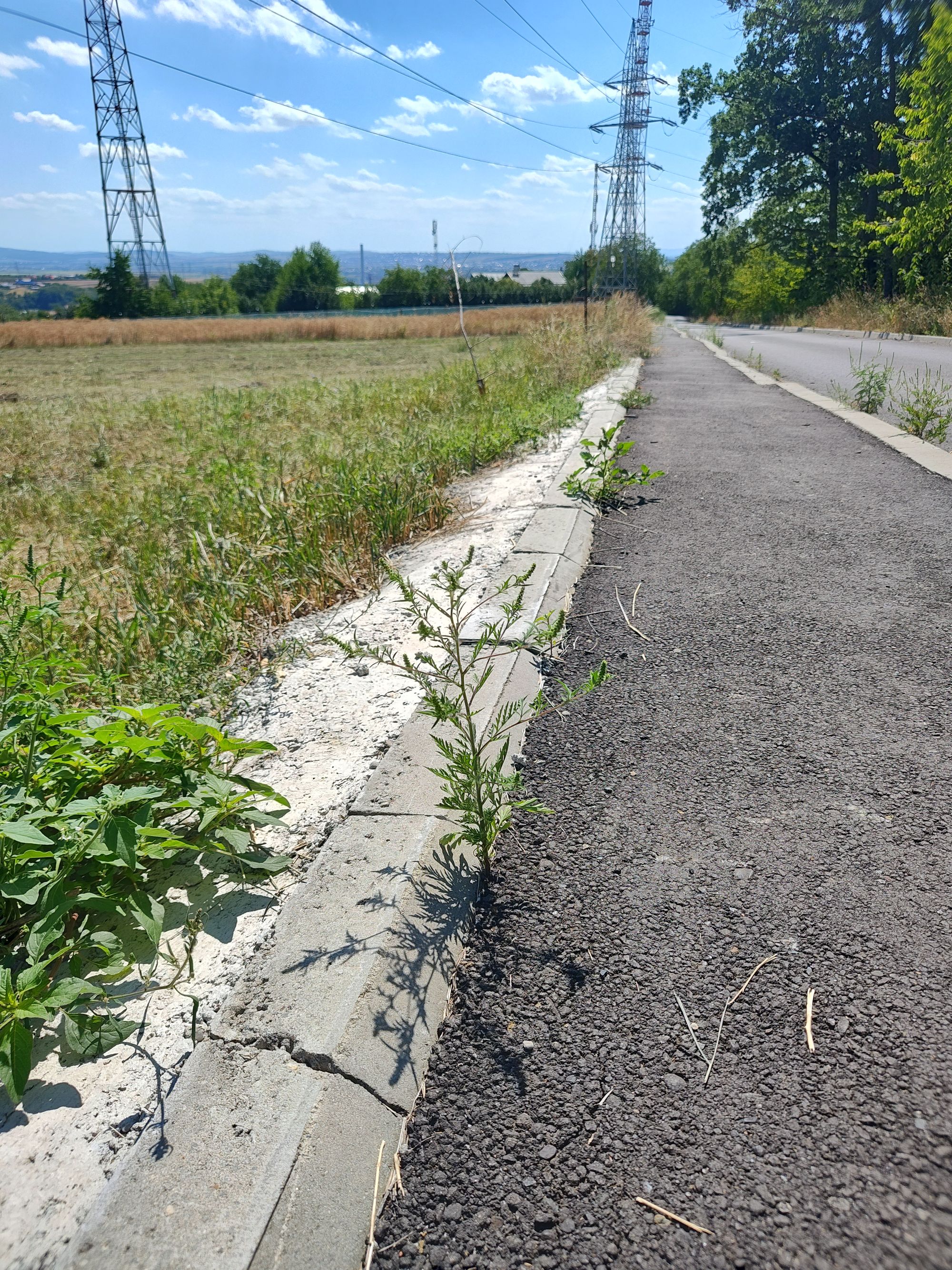 Ambrozie in Strada Ștefan Luchian, Suceava, Municipiu Suceava, Județul Suceava - 1000057360.jpg
